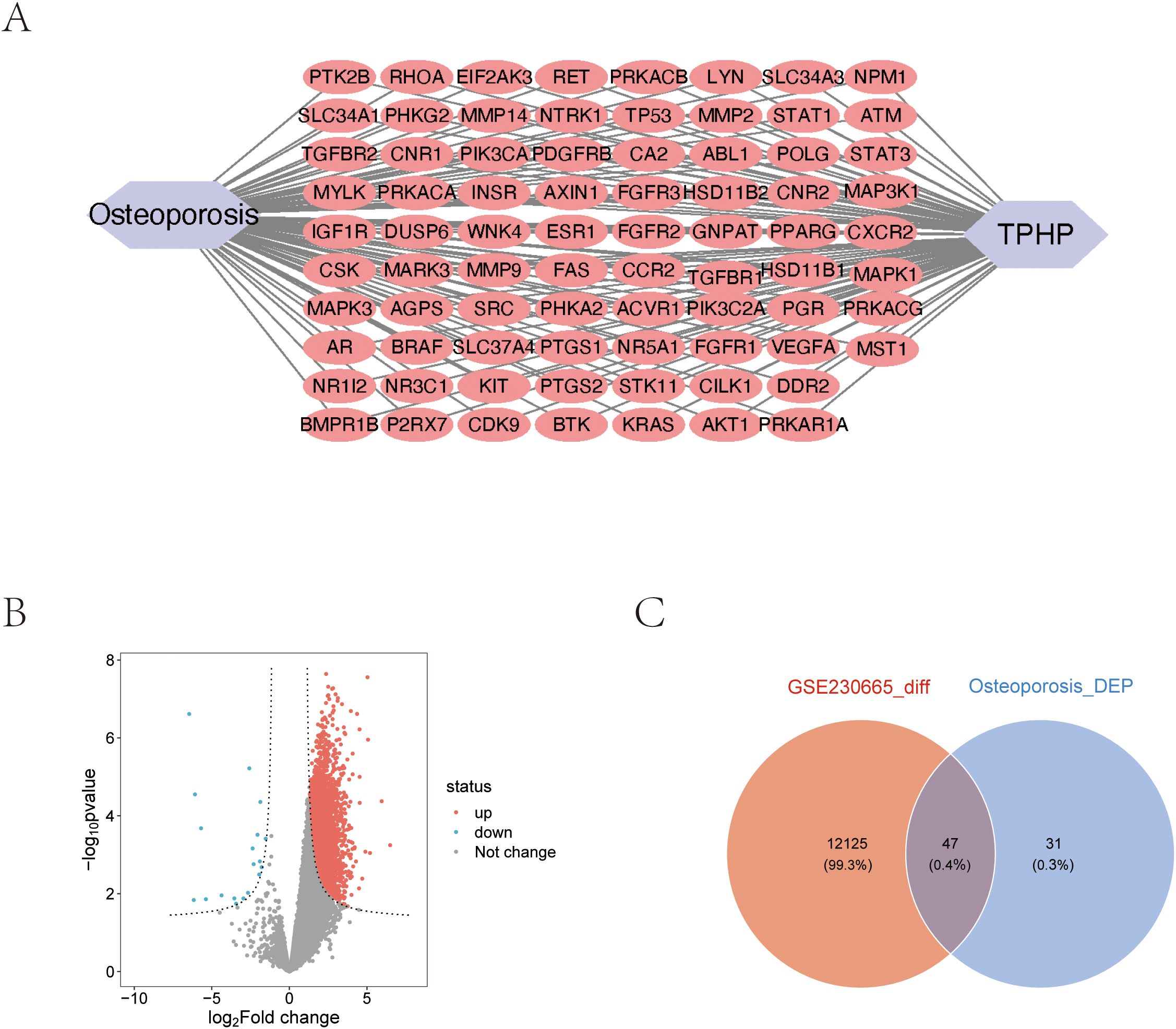 (A) Network diagram showing connections between osteoporosis and TPHP through various genes. (B) Volcano plot illustrating gene expression changes; red for upregulated, blue for downregulated, and gray for no change. (C) Venn diagram comparing GSE230665_diff and Osteoporosis_DEP, with overlapping and distinct numbers of genes highlighted.