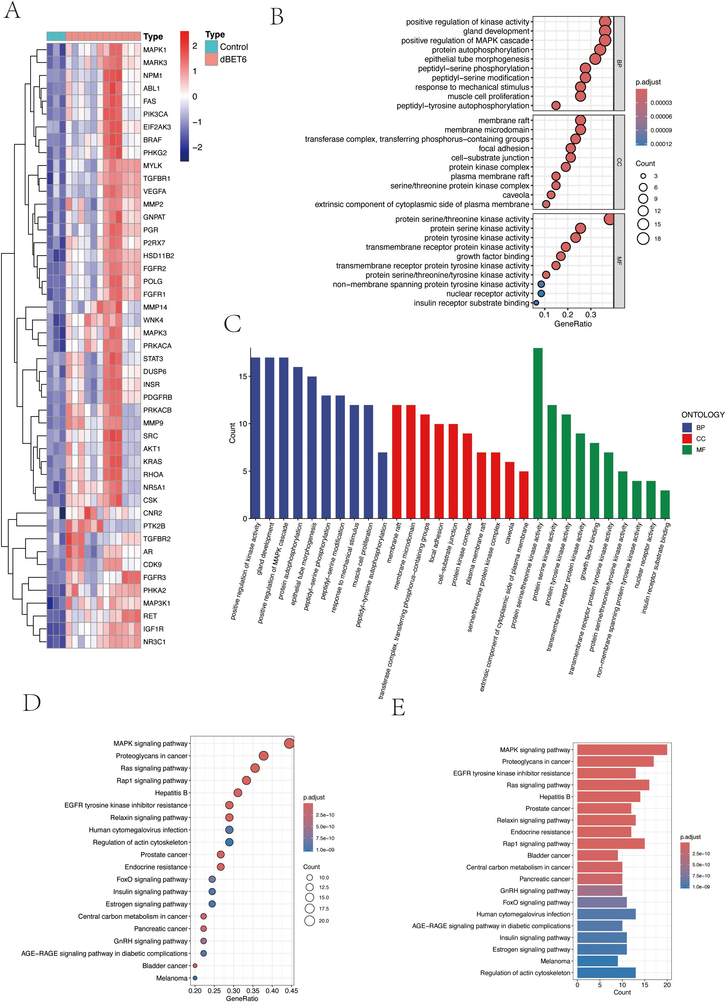 A series of bioinformatics plots and graphs analyze gene expression and pathway enrichment. Panel A shows a heatmap of various genes with differences between control and treatment groups, color-coded from blue to red. Panel B presents a dot plot highlighting enriched biological processes, cellular components, and molecular functions. Panel C is a bar chart depicting counts of gene ontology terms categorized by color. Panel D includes a dot plot showing pathway analysis results with significance levels in different colors. Panel E features a bar chart showing pathway counts and significance, aligned with the dot plot data.