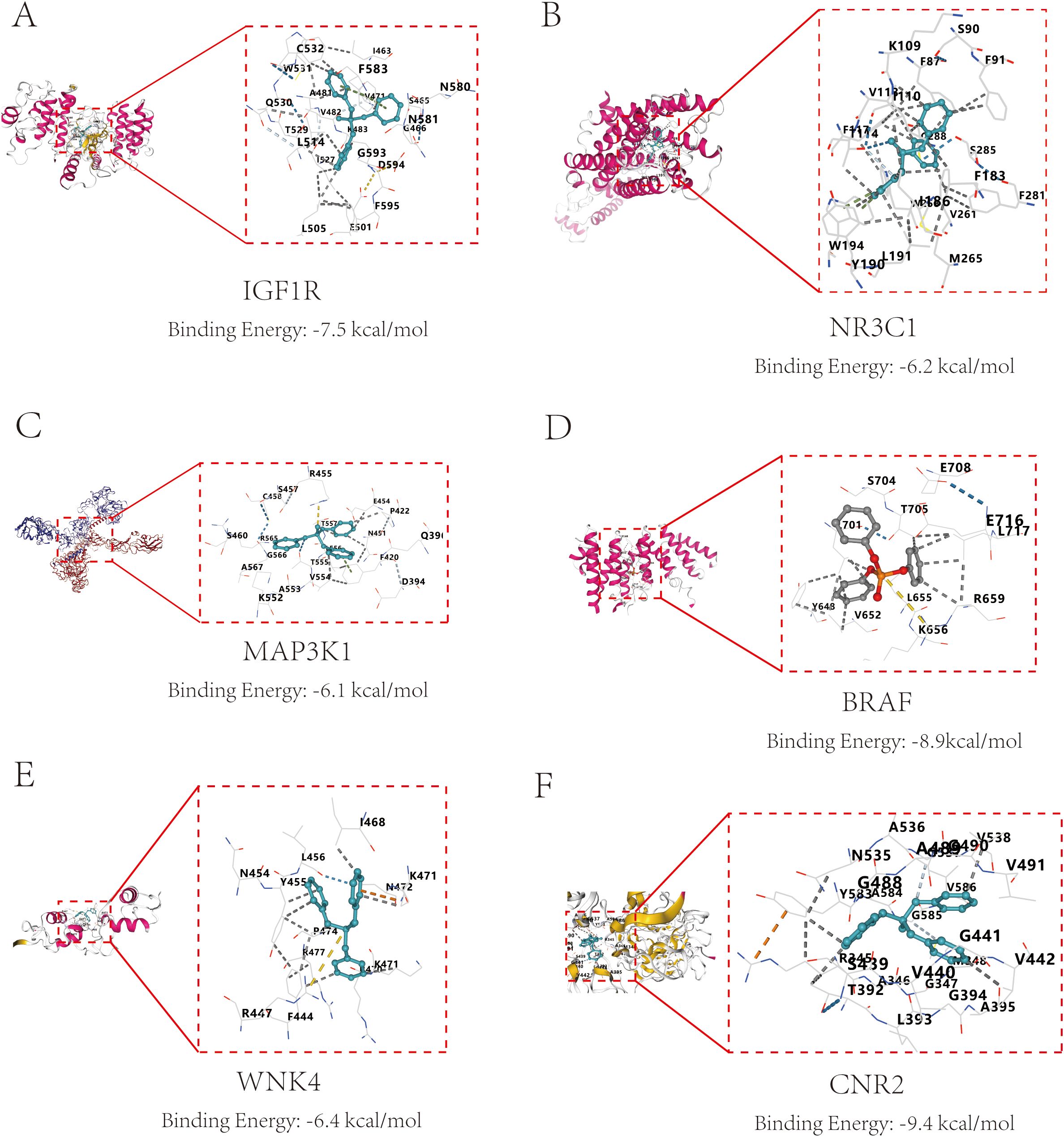 Six molecular interaction diagrams depicting protein-ligand complexes with binding energy values. A: IGF1R, -7.5 kcal/mol; B: NR3C1, -6.2 kcal/mol; C: MAP3K1, -6.1 kcal/mol; D: BRAF, -8.9 kcal/mol; E: WNK4, -6.4 kcal/mol; F: CNR2, -9.4 kcal/mol. Each structure features a zoomed-in view of the binding site.