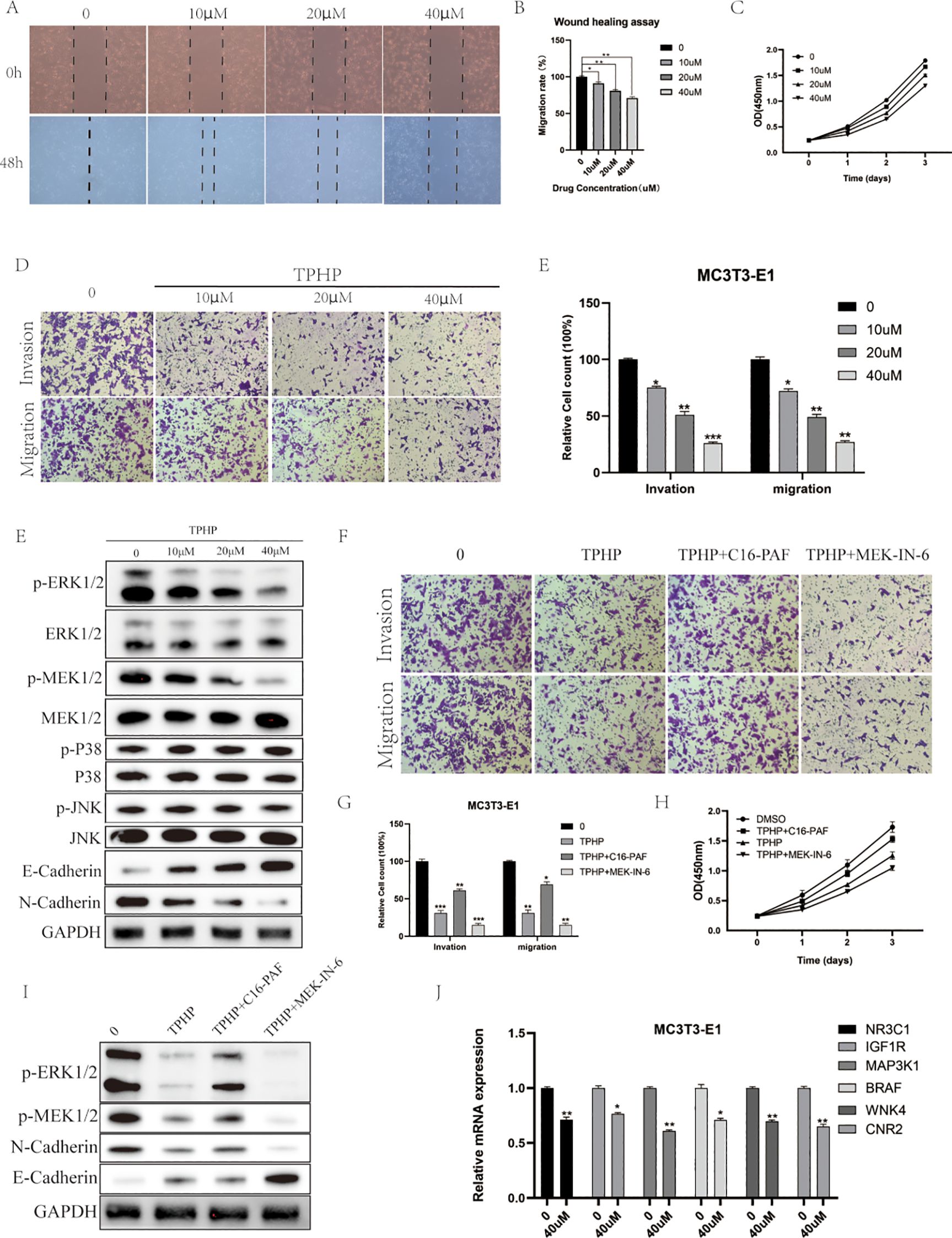 A series of scientific panels depicting cellular experiments. Panel A shows wound healing assays over different concentrations of a drug at 0 and 48 hours. Panel B presents a bar graph of migration rates with drug concentrations. Panel C is a line graph showing OD values over time. Panel D shows invasion and migration assays with varying drug concentrations. Panel E is a bar graph of relative cell counts in an invasion and migration study. Panel F illustrates invasion and migration with different treatments. Panel G is a bar graph comparing treatments' effects. Panel H shows a line graph of OD over time with various treatments. Panel I displays Western blots of protein expressions. Panel J is a bar graph of relative mRNA expression for different genes.