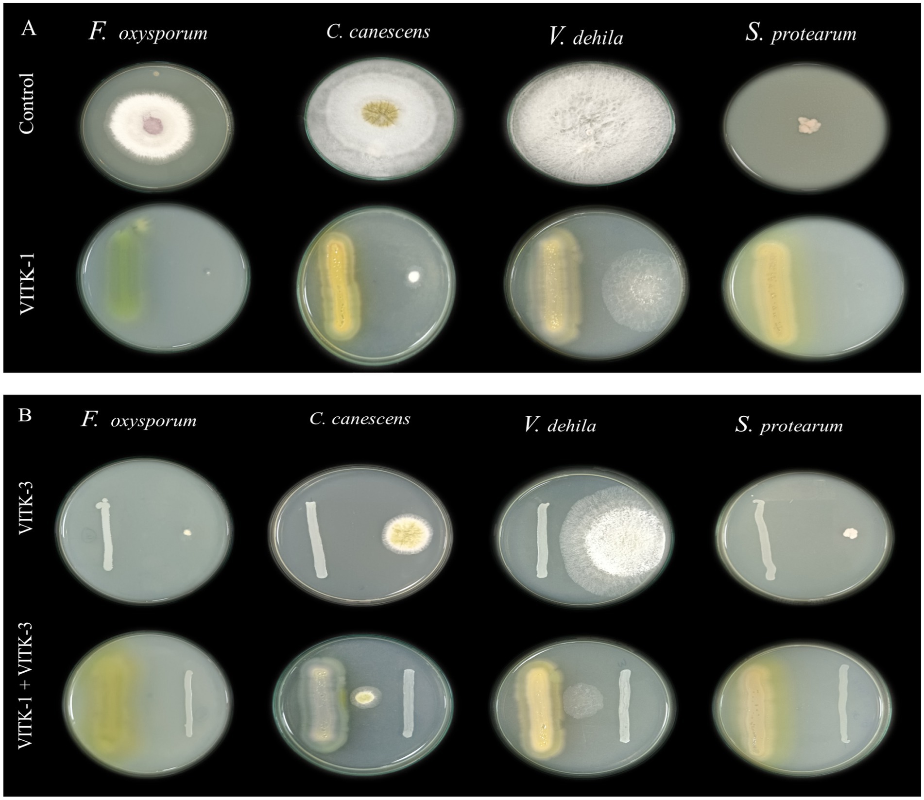 Petri dish assay images showing growth of F. oxysporum, C. canescens, V. dehila, and S. protearum under different treatments. Panel A includes control and VITK-1 treatments. Panel B includes VITK-3 and combined VITK-1 + VITK-3 treatments. Differences in fungal growth patterns and inhibition are visible between treatments.