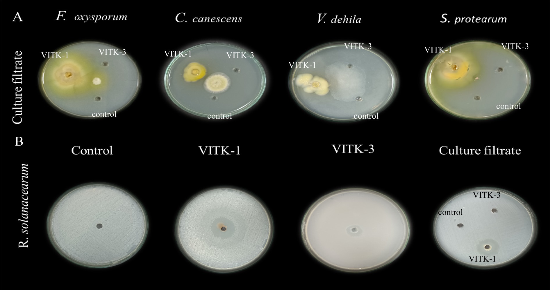 Petri dishes showing the effects of VITK-1 and VITK-3 on fungal and bacterial growth. Panel A shows Fusarium oxysporum, Cochliobolus canescens, Verticillium dahliae, and Sclerotinia protearum treated with VITK-1, VITK-3, and a control. Panel B displays Ralstonia solanacearum treated similarly. Visible inhibition zones indicate antifungal and antibacterial activity.