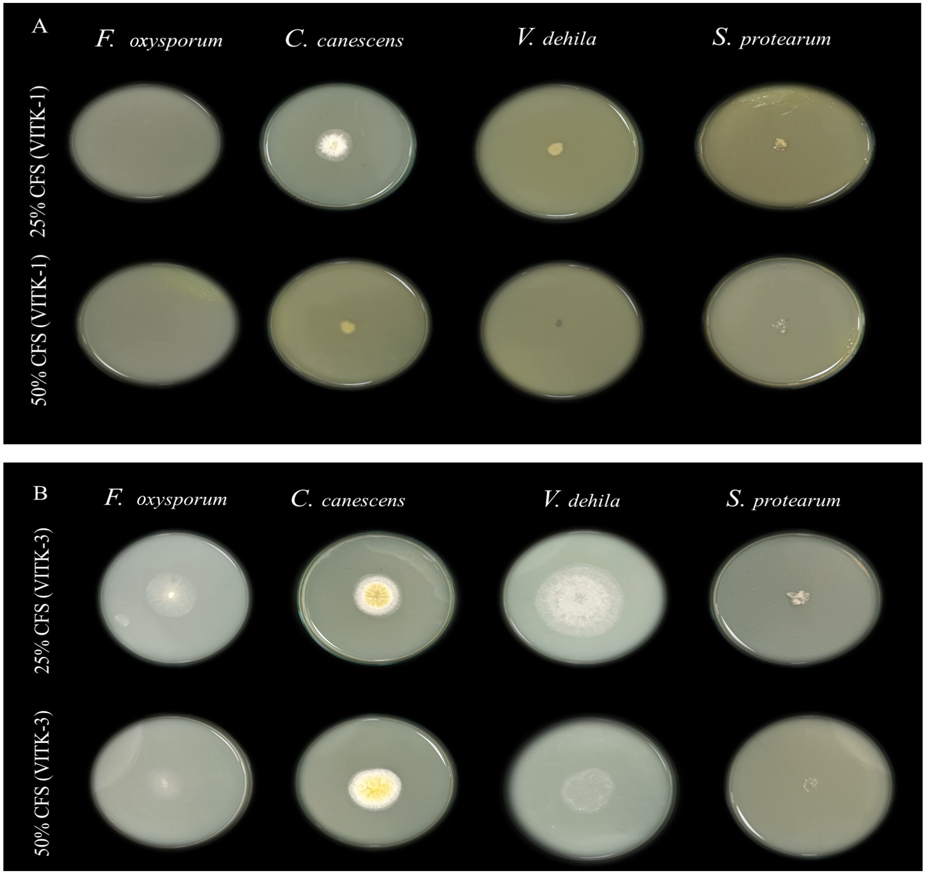 Petri dish experiments show fungal growth under different conditions. Image A displays Fusarium oxysporum, Curvularia canescens, Verticillium dehila, and Sclerotium protearum with 25% and 50% CFS (VITK-1). Image B shows the same fungi with 25% and 50% CFS (VITK-3). The fungi appear in varying sizes and colors across both treatments.