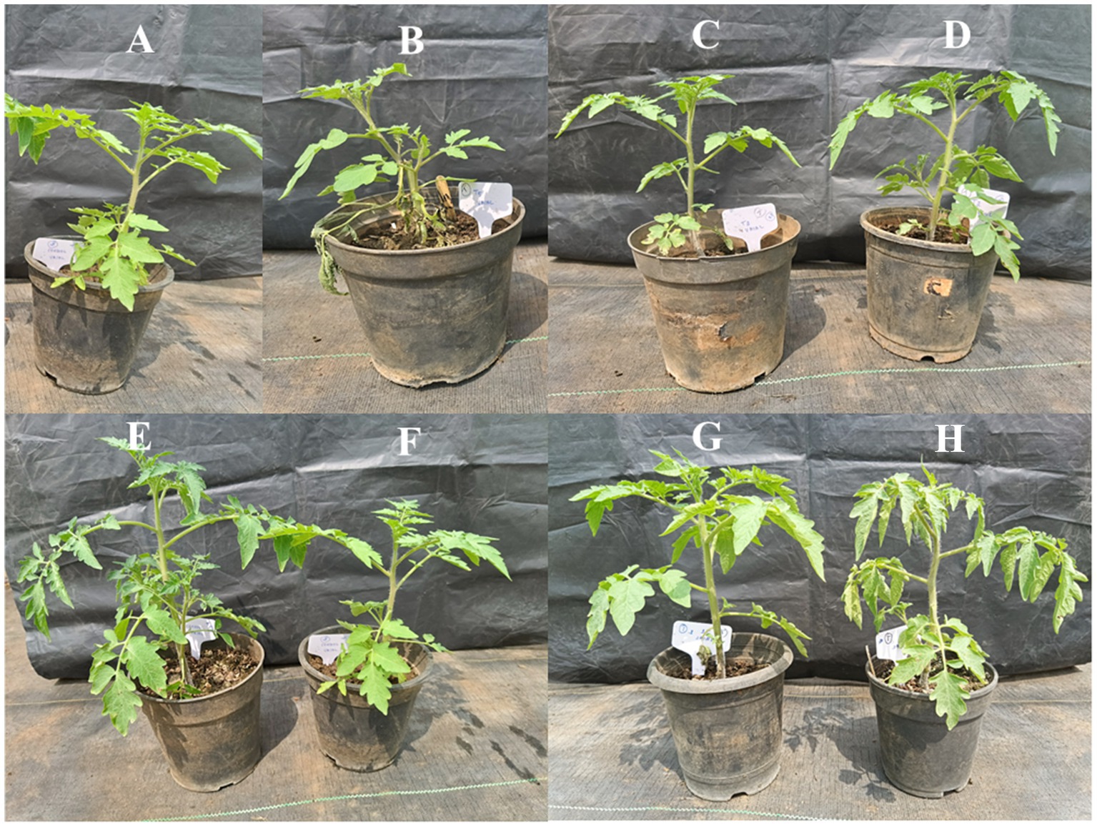 Eight potted tomato plants labeled A to H, arranged in two rows of four. Each plant varies in height and leafiness. The background is a textured gray surface.