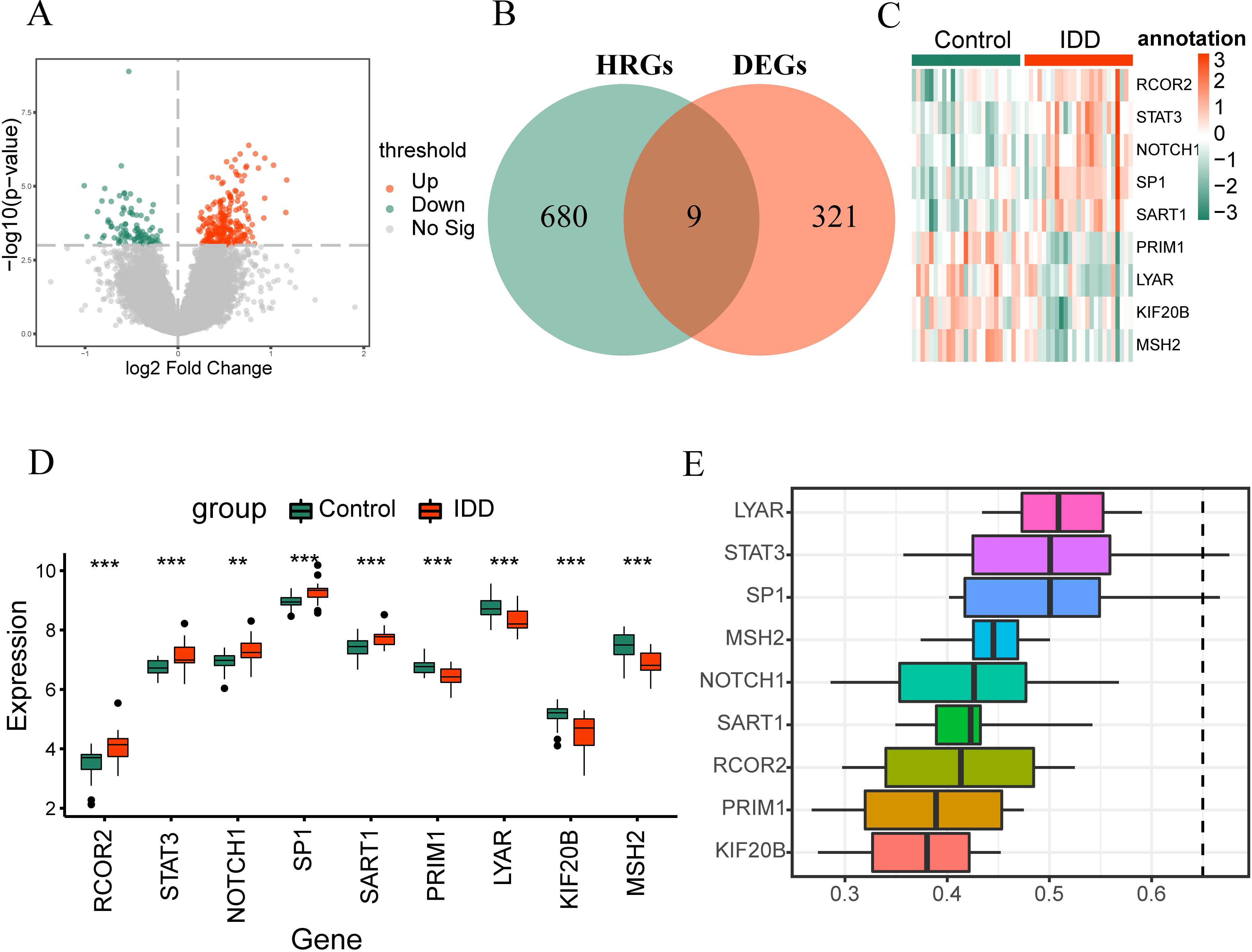 A group of five panels displaying gene expression data: Panel A shows a volcano plot with upregulated and downregulated genes highlighted. Panel B features a Venn diagram comparing HRGs and DEGs, showing nine common elements. Panel C presents a heatmap of gene expression between control and IDD groups. Panel D is a box plot illustrating expression levels of various genes across control and IDD groups, indicating statistical significance. Panel E displays a horizontal box plot of specific gene expression proportions.
