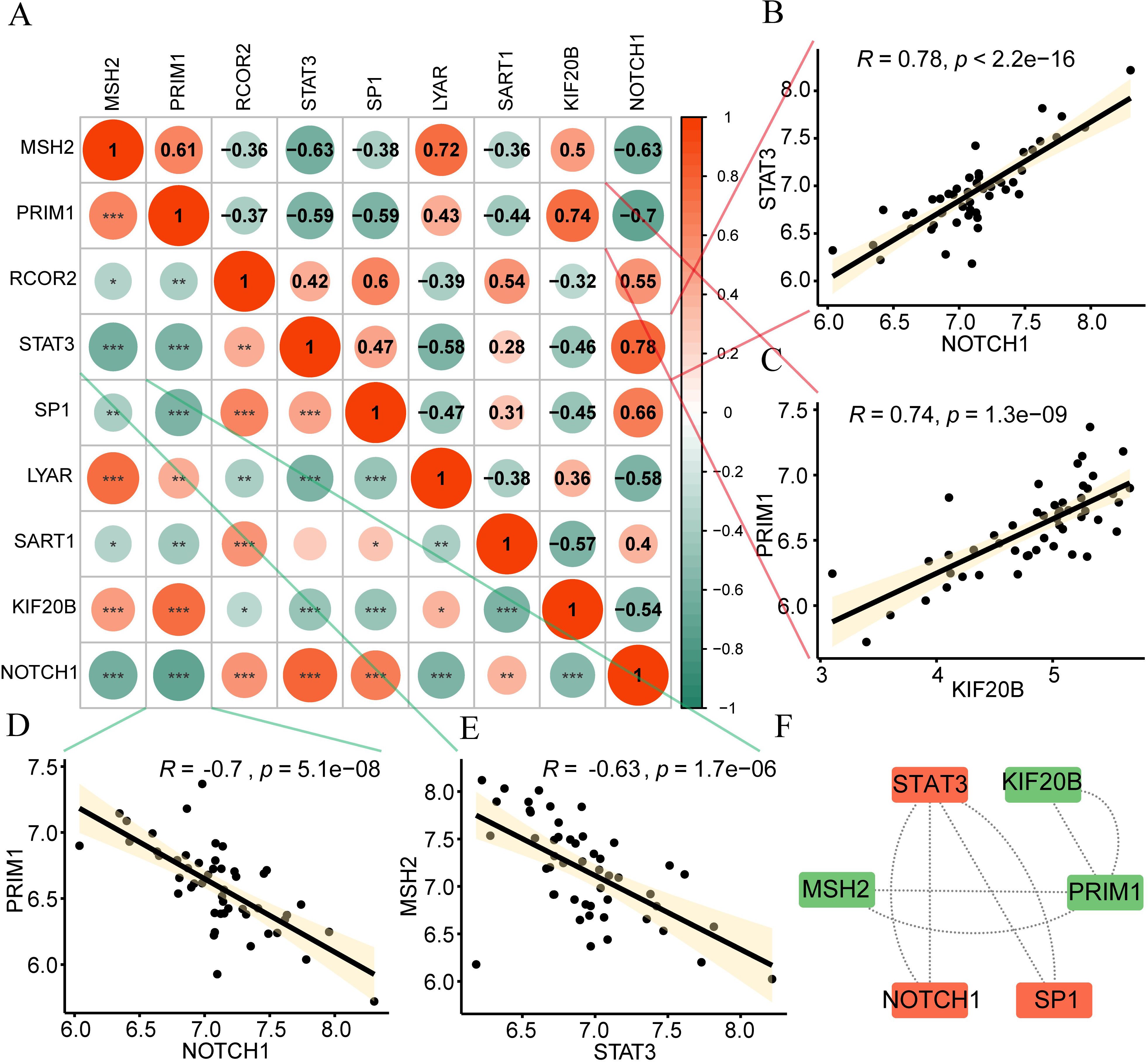 A correlation matrix and several scatter plots analyze relationships among genes MSH2, PRIM1, RCOR2, STAT3, SP1, LYAR, SART1, KIF20B, and NOTCH1. The matrix shows positive and negative correlations with significance levels. Scatter plots B, C, D, and E illustrate specific gene correlations with R-values and p-values. A network diagram in F visualizes gene interactions with color-coded connections indicating correlation strength and direction.