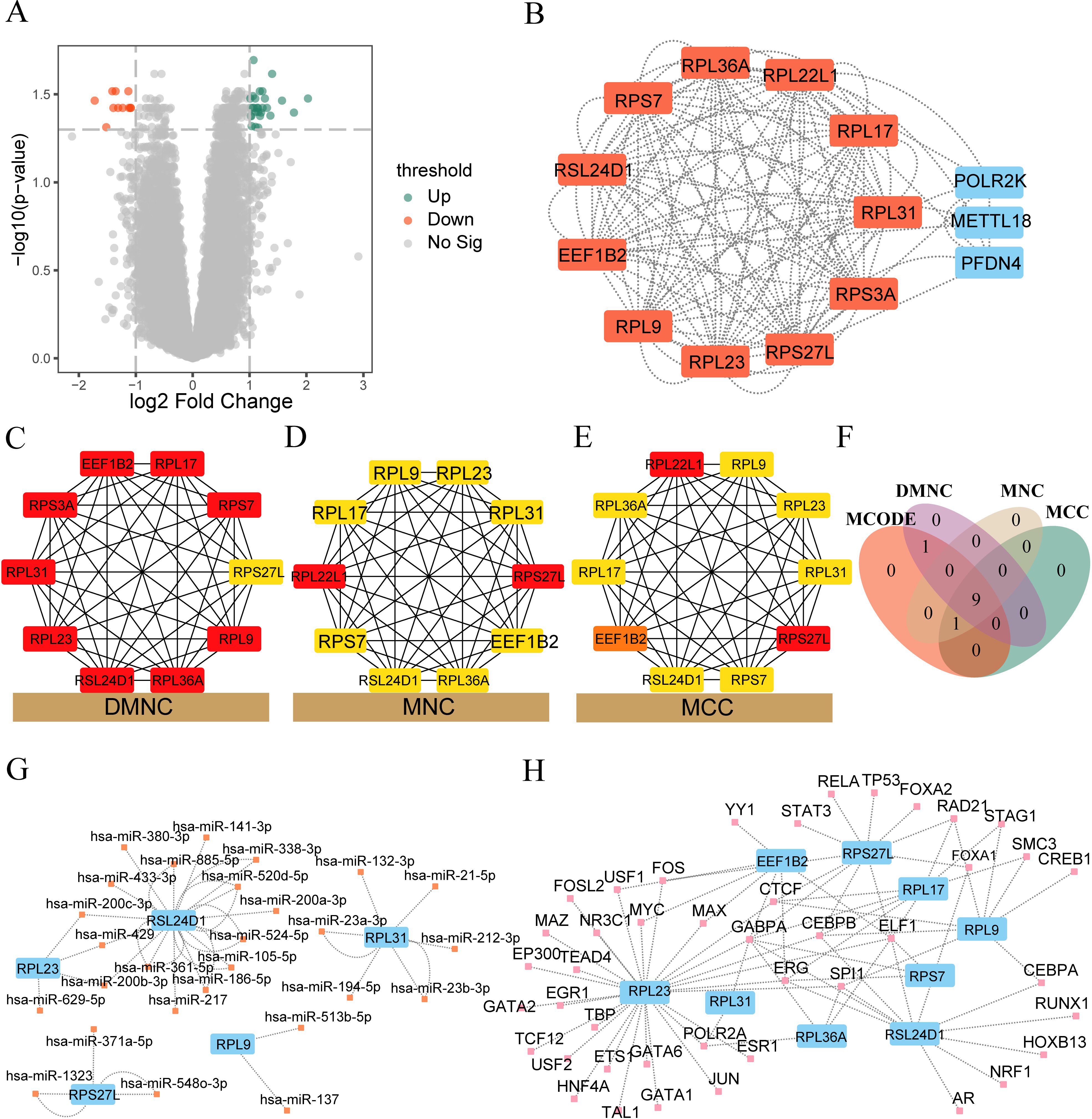 A composite image of scientific data: Panel A shows a volcano plot with the x-axis as log2 fold change and y-axis as negative log10 p-value; points are color-coded for significance. Panel B displays a network diagram with nodes labeled as genes, connected by lines. Panels C, D, and E present sub-networks labeled DMNC, MNC, and MCC, highlighting different genes in red and yellow. Panel F is a Venn diagram showing intersecting sets: DMNC, MNC, MCODE, MCC. Panel G illustrates a network with genes and miRNAs connected. Panel H shows a transcription factor network with gene interactions.