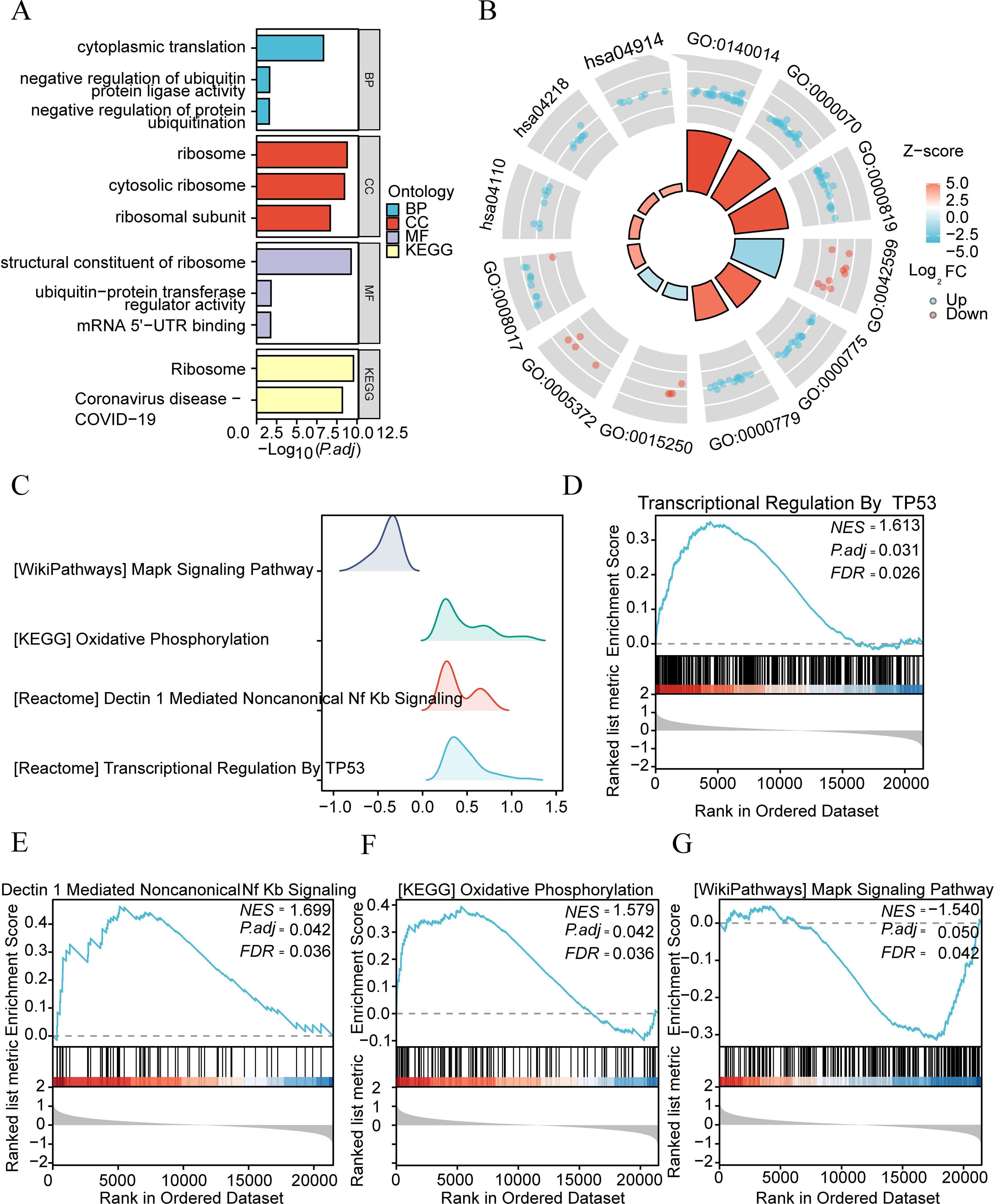 Panel A shows a bar graph of pathways categorized by ontology, including biological process, cellular component, molecular function, and KEGG. Panel B displays a circular heat map indicating expression changes across various gene ontology terms. Panel C features density plots comparing pathway enrichment scores. Panel D highlights transcriptional regulation by TP53 with an enrichment score plot. Panels E, F, and G show ranked enrichment plots for Dectin 1-mediated NF kappa B signaling, oxidative phosphorylation, and MAPK signaling pathways. Each panel provides statistical metrics like NES, P.adj, and FDR.