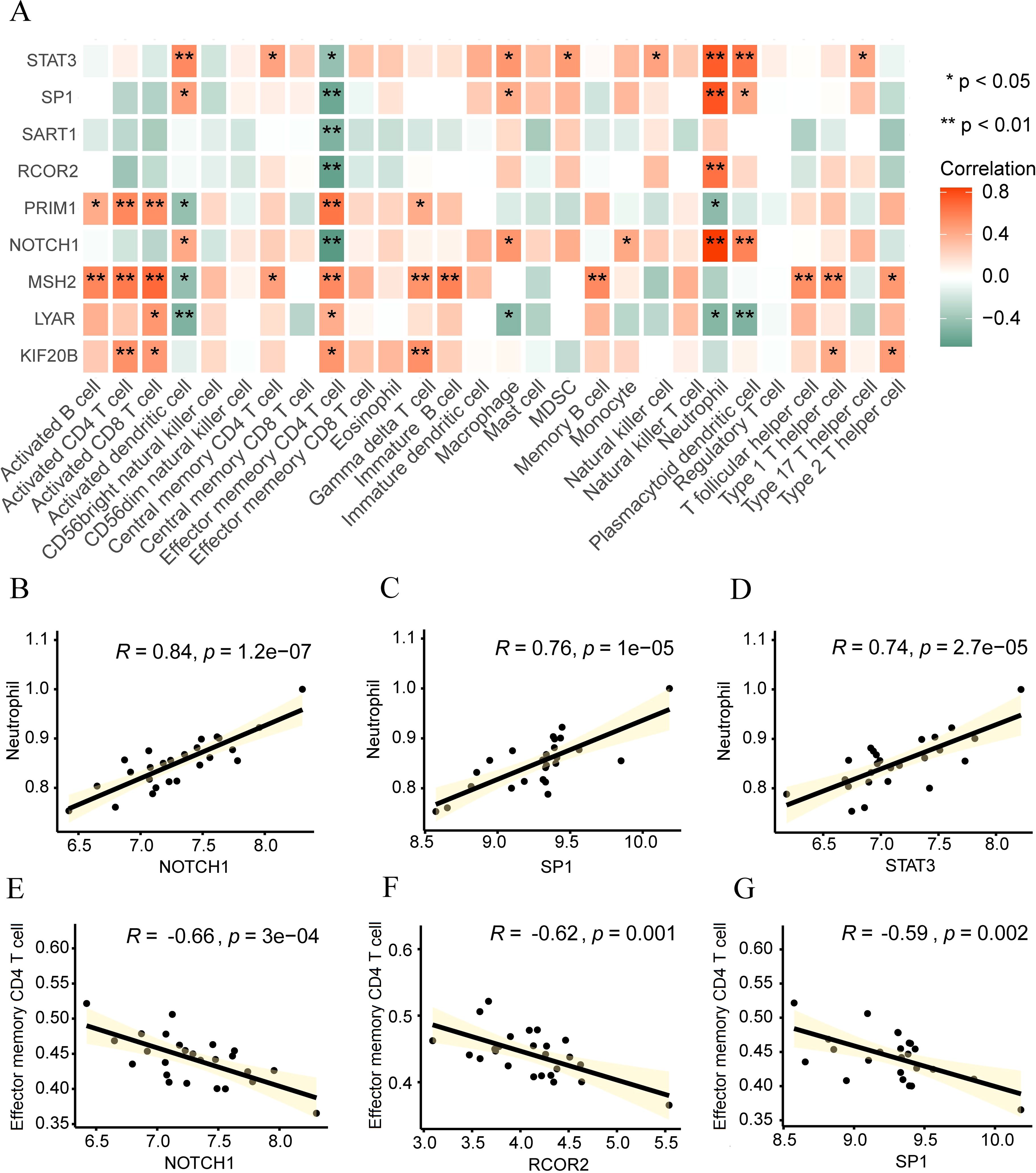 Correlation heatmap and scatter plots explore relationships between immune cell types and gene expression levels. Panel A shows correlations with color intensity indicating strength and significance (* p < 0.05, ** p < 0.01). Panels B-G display scatter plots with correlation coefficients (R) and p-values, examining specific gene and cell type interactions, showing both positive and negative correlations.