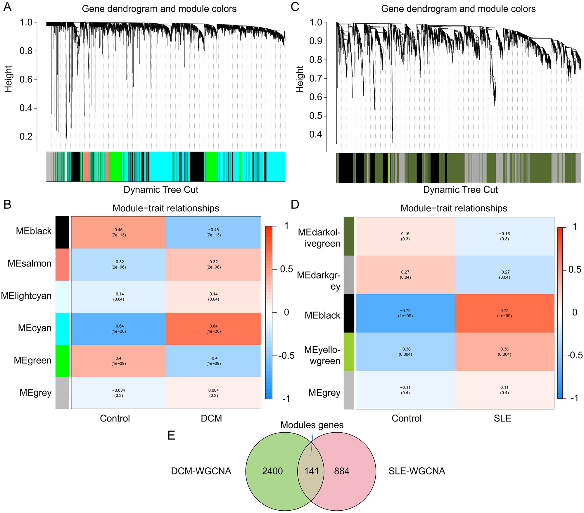 Gene dendrograms A and C depict module colors with dynamic tree cuts, showing varying heights. Heatmaps B and D illustrate module-trait relationships for Control versus DCM and SLE, respectively, with color gradients indicating correlation values. Diagram E is a Venn diagram displaying overlapping genes between DCM-WGCNA and SLE-WGCNA, with counts of 2,400, 141, and 884 respectively.