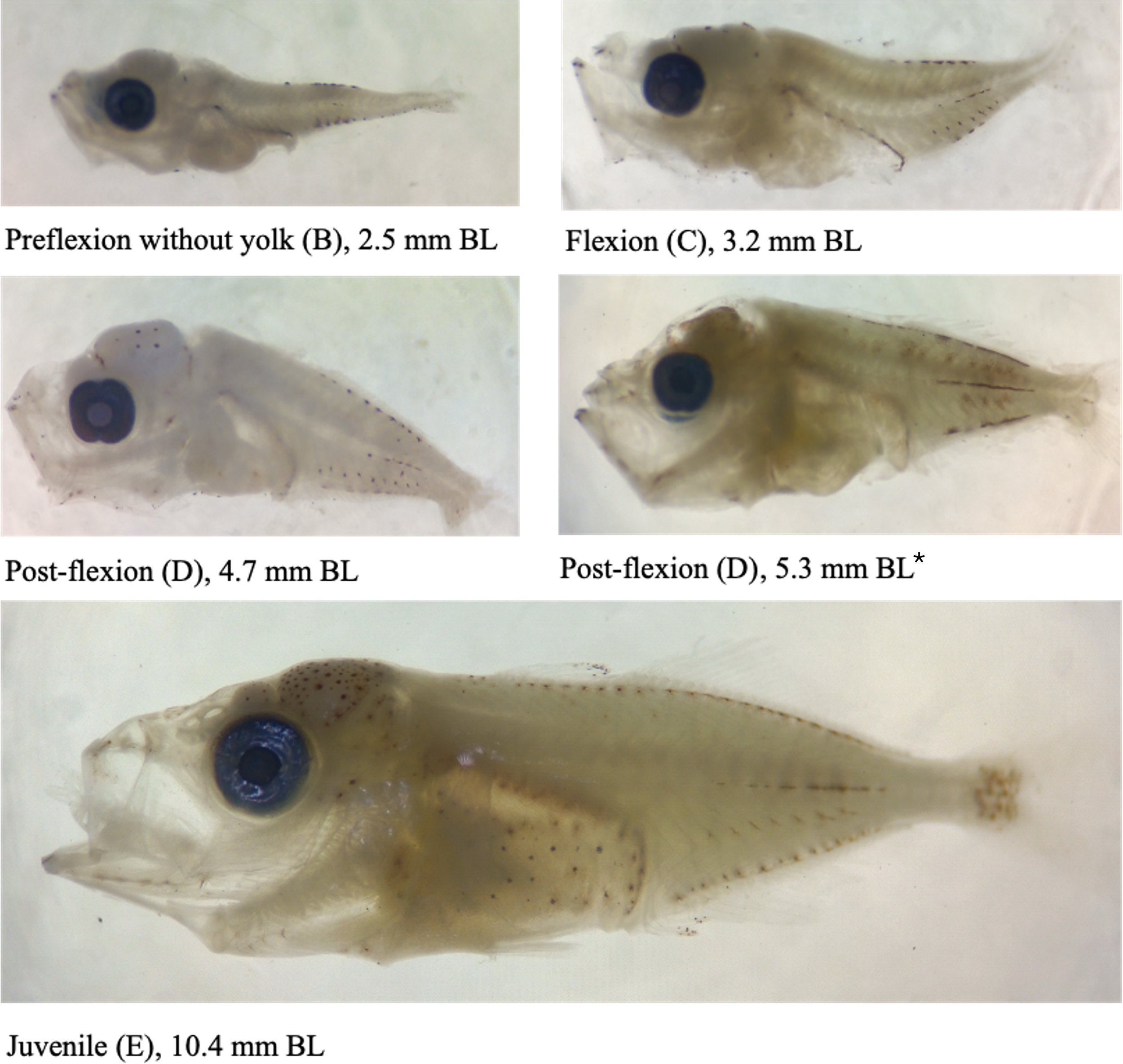 Five developmental stages of a fish are shown. Top left: preflexion without yolk, 2.5 millimeters body length. Top right: flexion, 3.2 millimeters. Middle left: post-flexion, 4.7 millimeters. Middle right: post-flexion, 5.3 millimeters. Bottom: juvenile, 10.4 millimeters. Each fish is translucent with visible internal structures and large eyes.