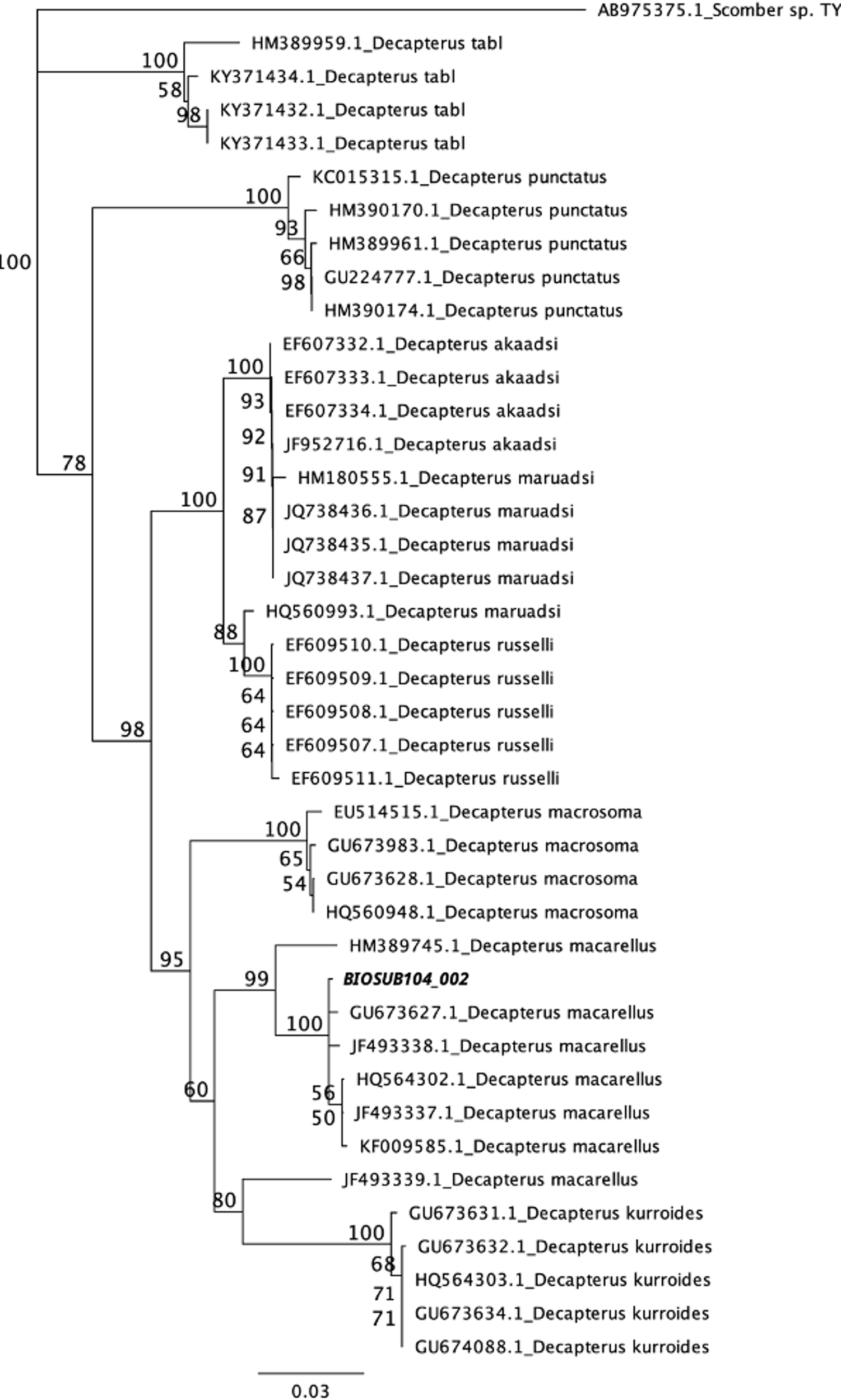 Phylogenetic tree illustrating the genetic relationships among various Decapterus species and Scomber sp. The tree includes different sequences with bootstrap values indicating confidence levels at the nodes. The scale bar represents genetic distance.