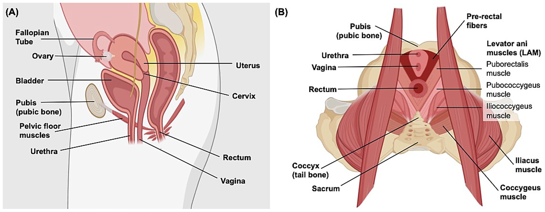 Diagram of female pelvic anatomy. Panel A shows a sagittal view with labeled structures: fallopian tube, ovary, bladder, pubic bone, pelvic floor muscles, urethra, uterus, cervix, rectum, and vagina. Panel B shows a frontal view highlighting pelvic muscles: pubic bone, urethra, vagina, rectum, coccyx, sacrum, pre-rectal fibers, levator ani muscles (puborectalis, pubococcygeus, iliococcygeus), iliacus, and coccygeus muscles.