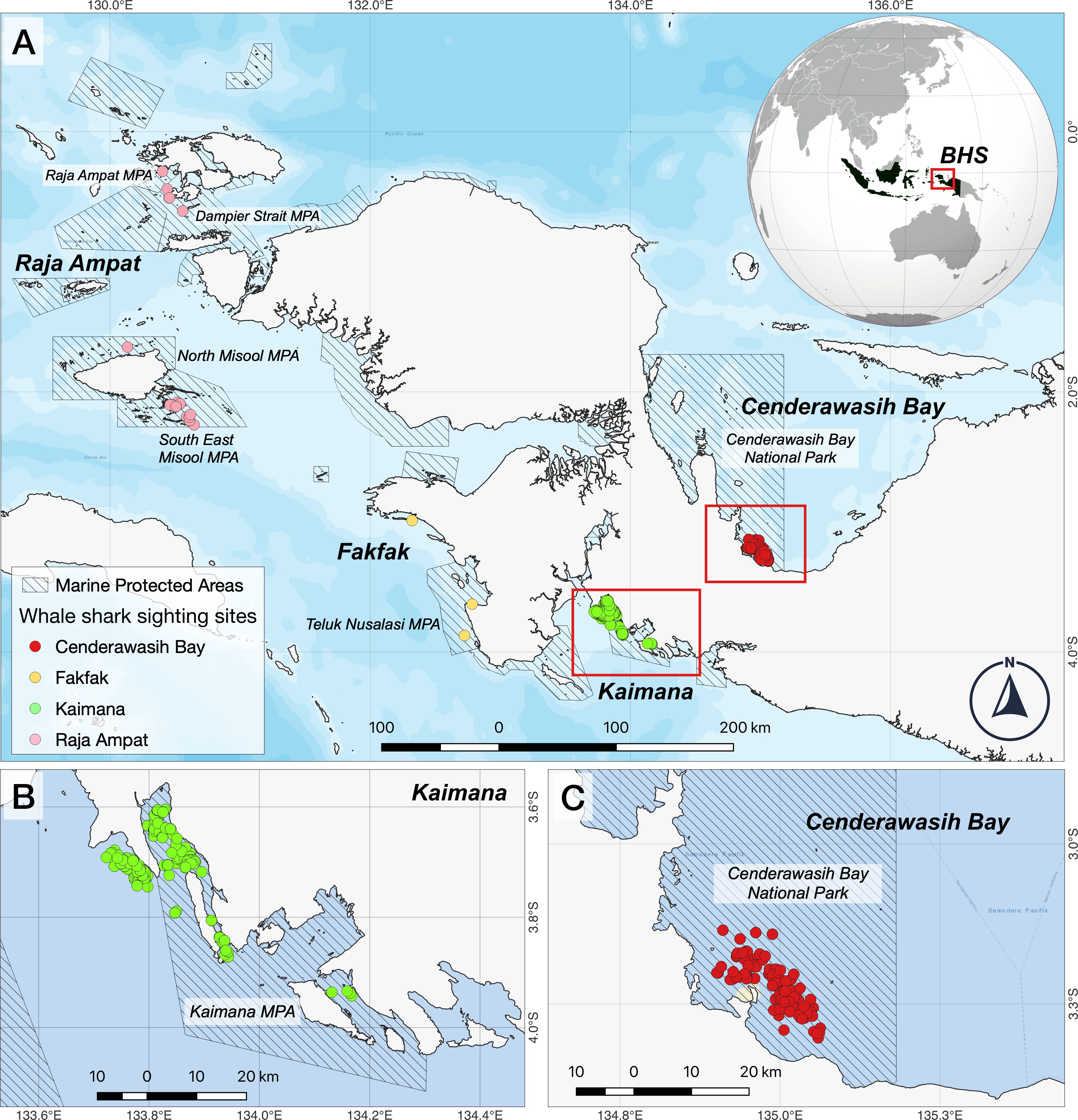 Map of marine protected areas in the Bird's Head Seascape, highlighting whale shark sighting sites (A). Regions include Raja Ampat, Fakfak, Kaimana, and Cenderawasih Bay. Insets B and C detail Kaimana and Cenderawasih Bay National Park, showing specific locations of whale shark sightings. A globe inset indicates the region's location in Southeast Asia. Legends differentiate areas by color markers: red for Cenderawasih Bay, yellow for Fakfak, green for Kaimana, and pink for Raja Ampat. Compass and scale bars provide orientation and distance.