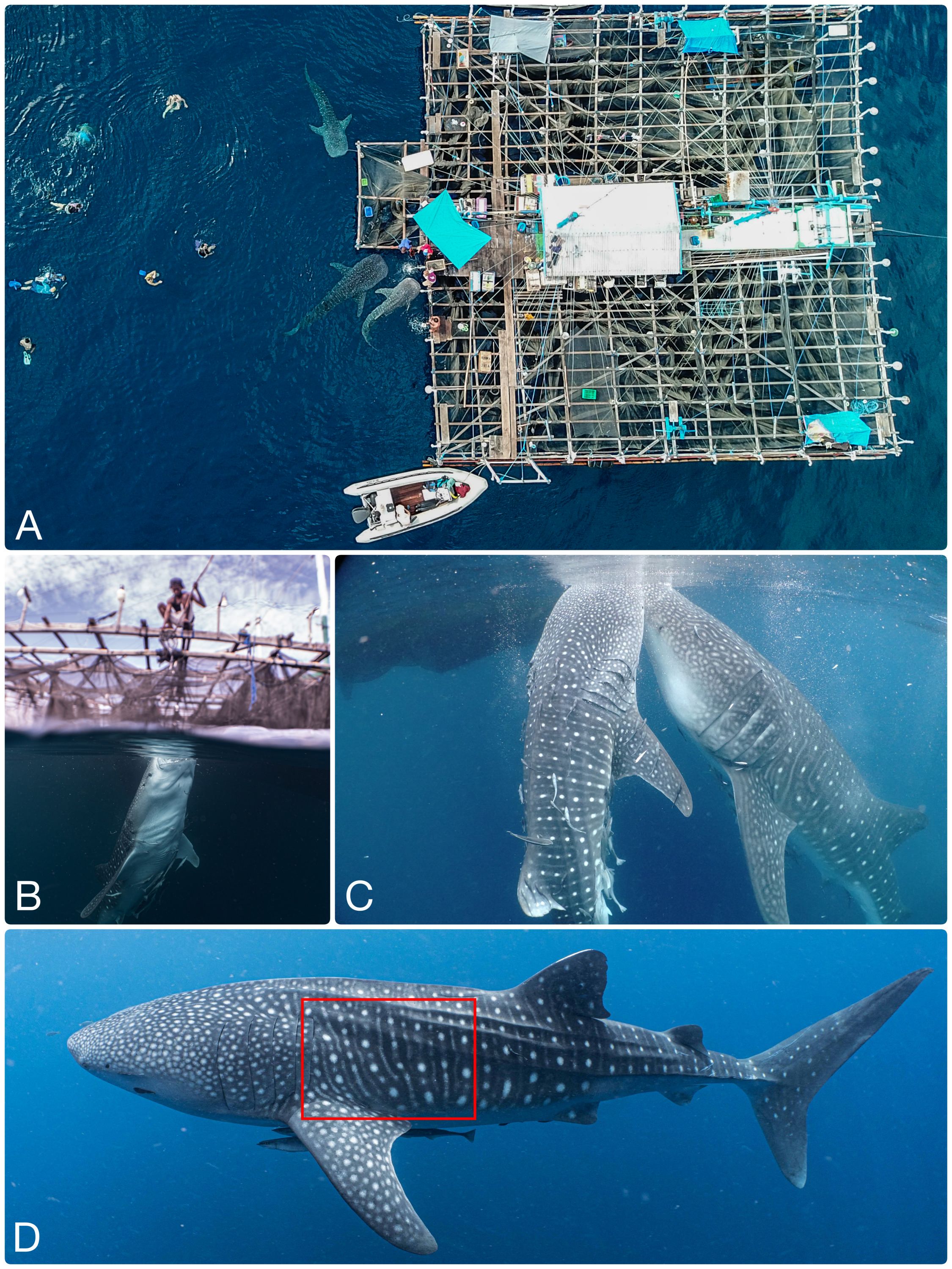 Aerial and underwater images showing whale sharks near a fishing platform. Image A depicts several tourists swimming near a bagan with whale sharks visible below. Images B and C show vertical feeding whale sharks beneath a bagan. Image D highlights the pattern on a whale shark’s skin, with a red rectangle emphasizing a specific area for identification.