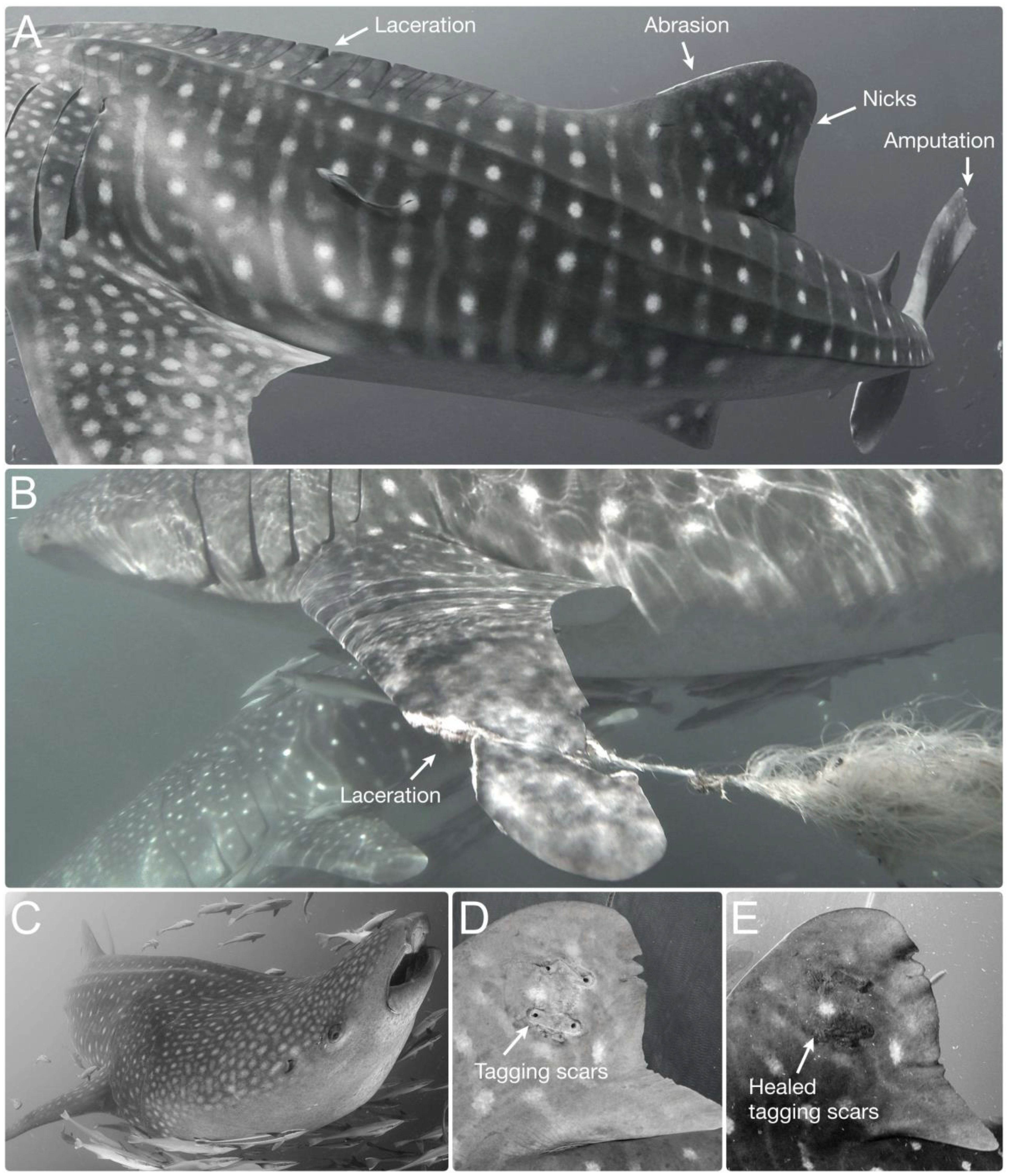 Panel A shows a whale shark with labels for a laceration, an abrasion, nicks, and an amputations on its body. Panel B features another whale shark with a highlighted laceration on its pectoral fin. Panel C depicts a whale shark swimming with deformity. Panel D and E display a close-up of tagging scars on the whale shark's dorsal fin.