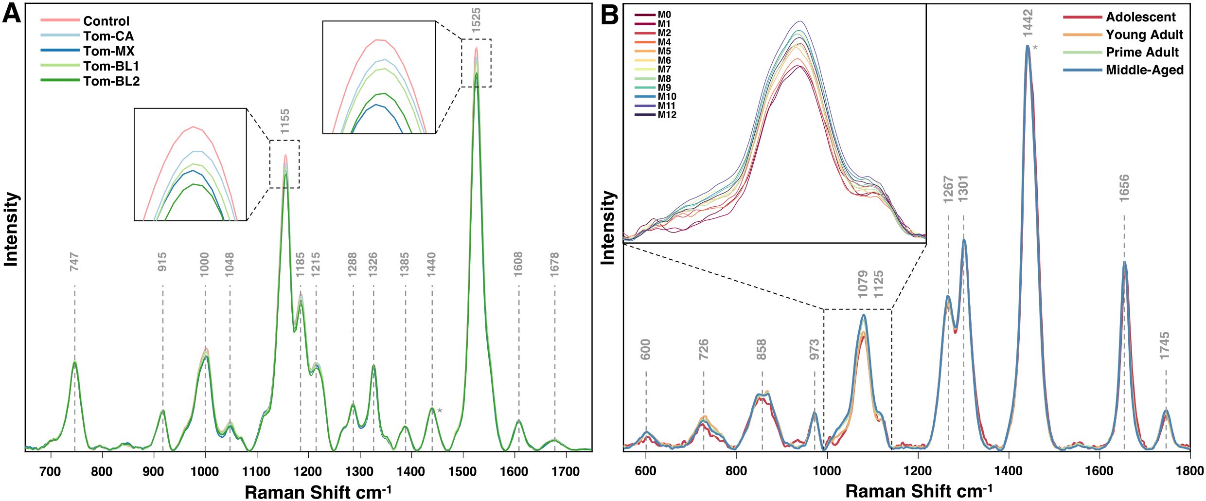 Spectra graphs display Raman shift against intensity. Panel A compares different tomato treatments, with distinct peaks highlighted at various wavelengths. Panel B assesses age groups through different colored spectra with key peaks marked. Insets zoom in on notable peaks, demonstrating variation among samples.