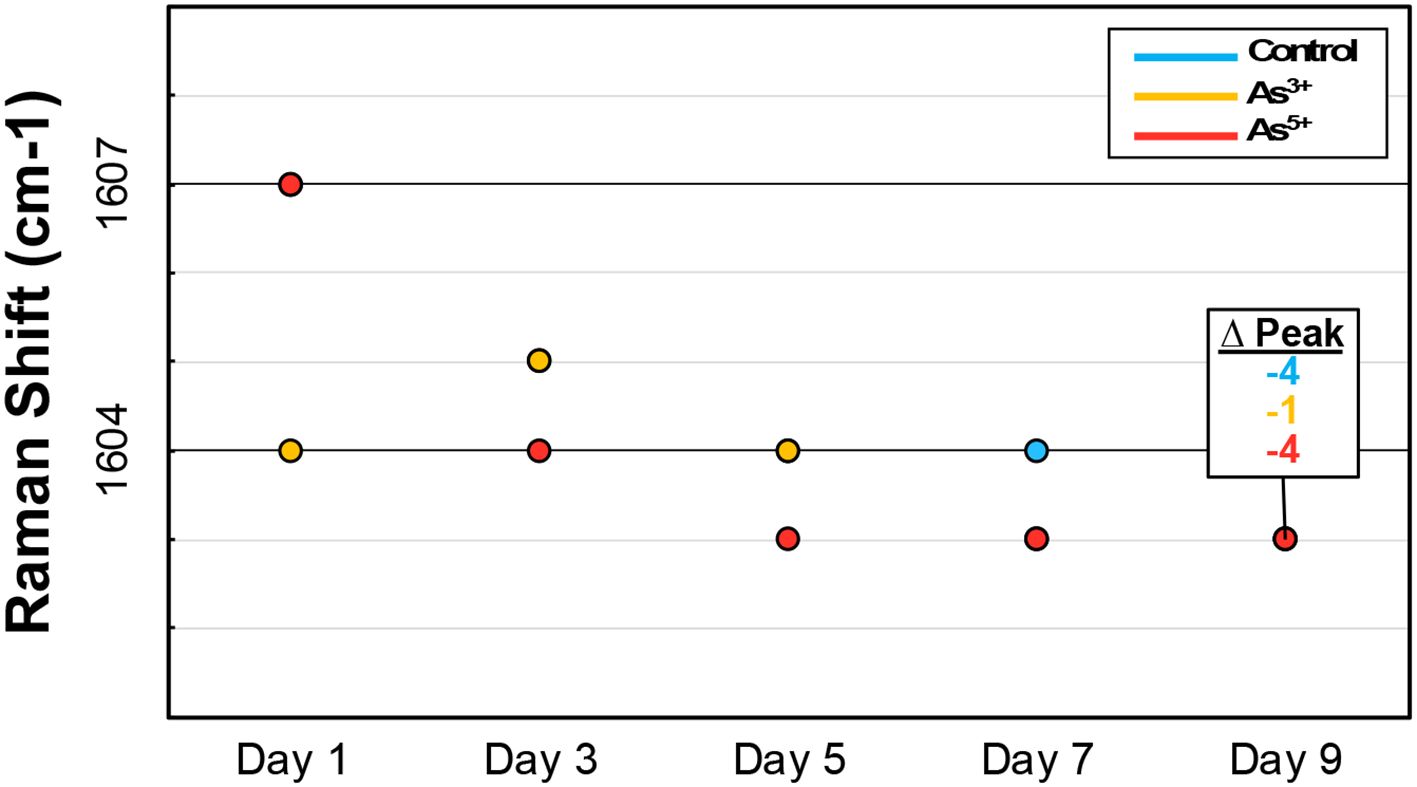 Scatter plot showing Raman Shift (cm⁻¹) changes over nine days for Control, As³⁺, and As⁵⁺. Vertical axis represents Raman Shift from 1604 to 1607 cm⁻¹. Horizontal axis marks days 1, 3, 5, 7, and 9. Control shows a consistent Raman Shift at 1604 cm⁻¹. As³⁺ values vary slightly above and below. As⁵⁺ values alternately rise and fall. Legend indicates Control in blue, As³⁺ in yellow, and As⁵⁺ in red, with peak changes of -4, -1, and -4, respectively.