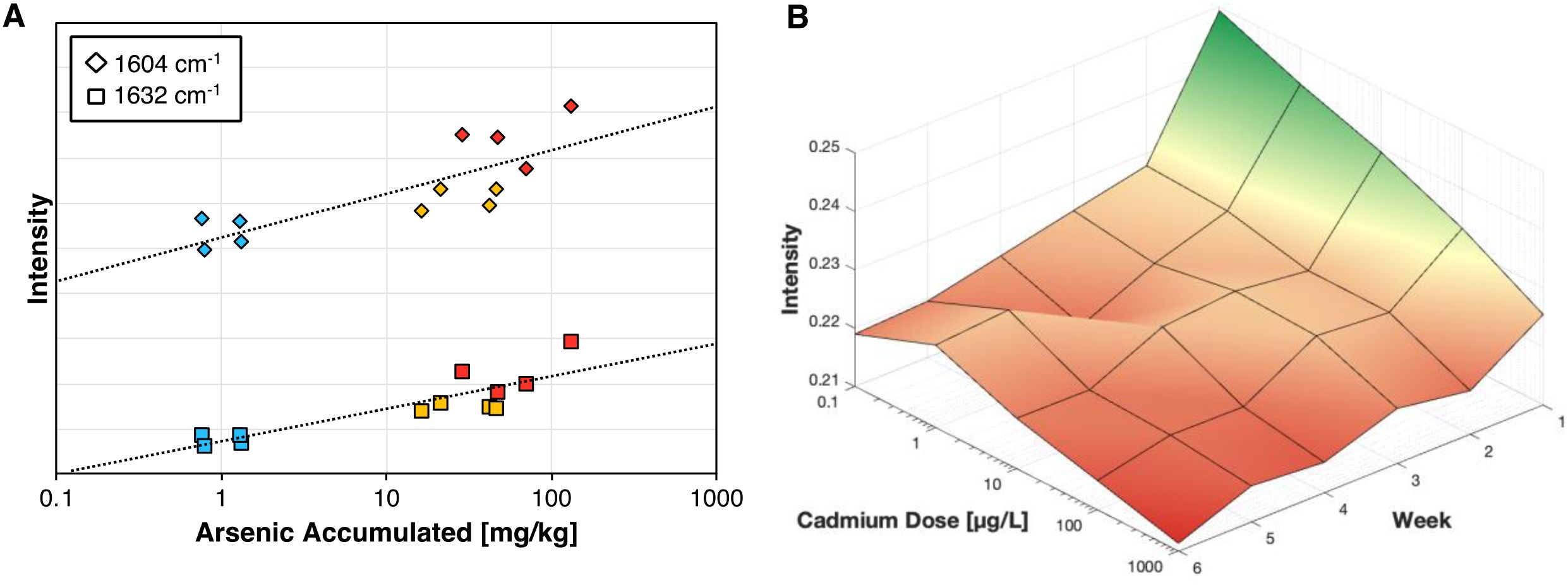 Graph A is a scatter plot showing intensity versus arsenic accumulated, using colored diamonds and squares for data points at 1604 and 1632 cm⁻¹. Graph B is a 3D surface plot depicting intensity based on cadmium dose and week, with a gradient from red to green indicating intensity changes.