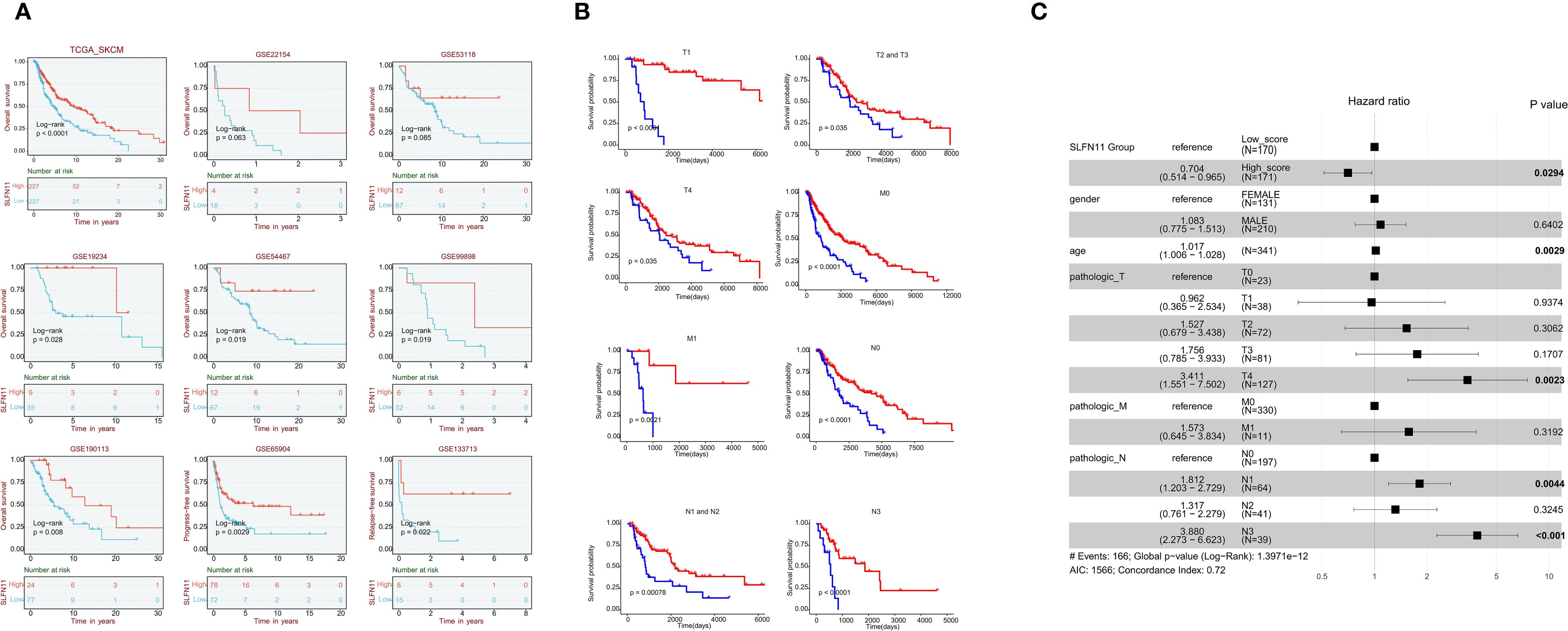 Panel A shows multiple Kaplan-Meier survival curves comparing SLFN11 expression across different datasets, with significant p-values indicated. Panel B displays survival probability curves for various tumor stages and conditions, also highlighting significant p-values. Panel C presents a forest plot with hazard ratios and p-values for factors affecting prognosis, showing significance for SLFN11 score, age, and certain pathologic stages.
