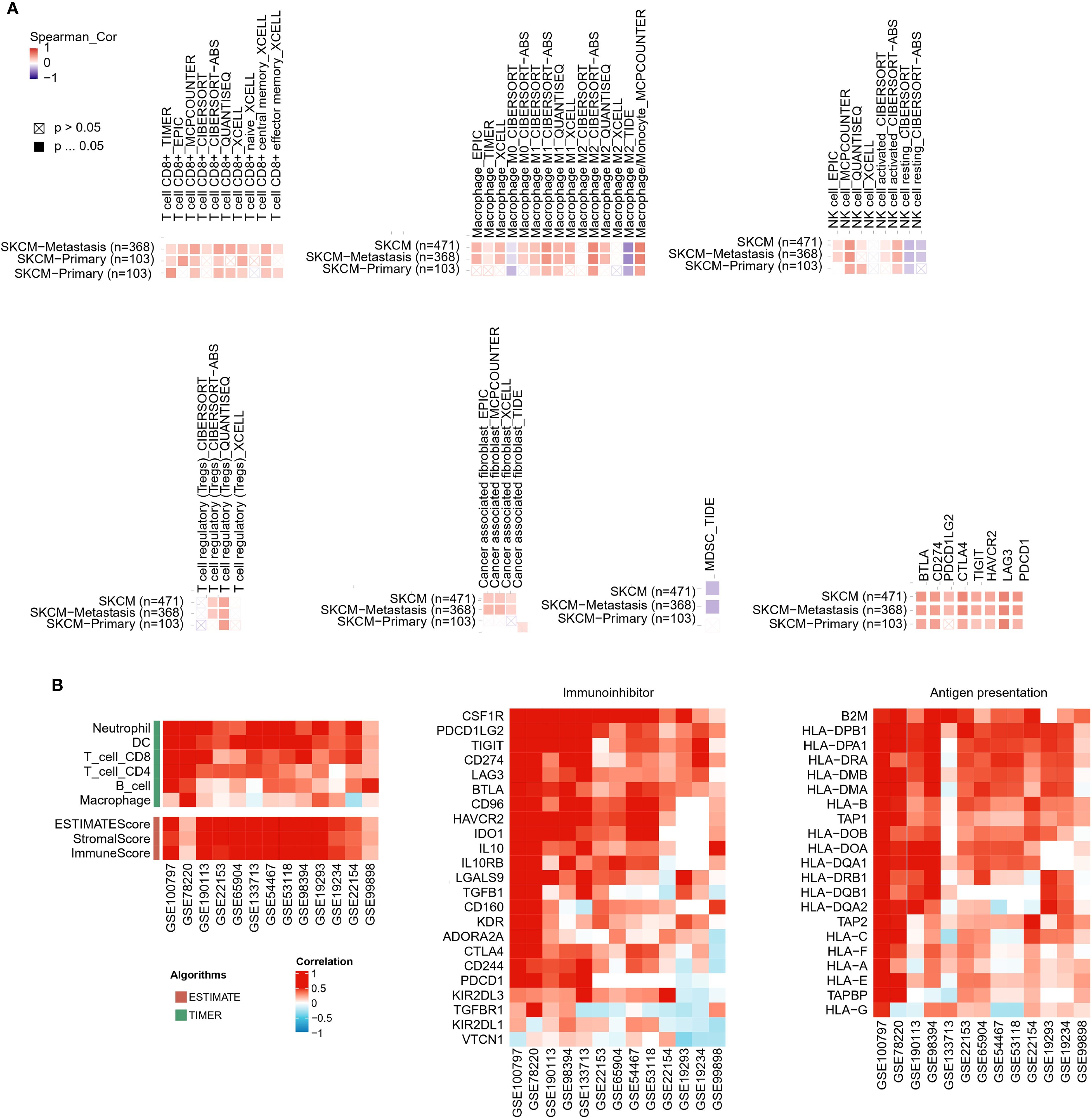 Heatmaps showing correlation analyses. Panel A displays Spearman correlation between immune cell fractions and melanoma subtypes in various algorithms. Significant and non-significant correlations are marked. Panel B illustrates correlation of gene expression with immune features like neutrophil and macrophage presence, immune inhibitors, and antigen presentation, across different datasets using ESTIMATE and TIMER algorithms. Color gradients indicate correlation strength from -1 to 1.