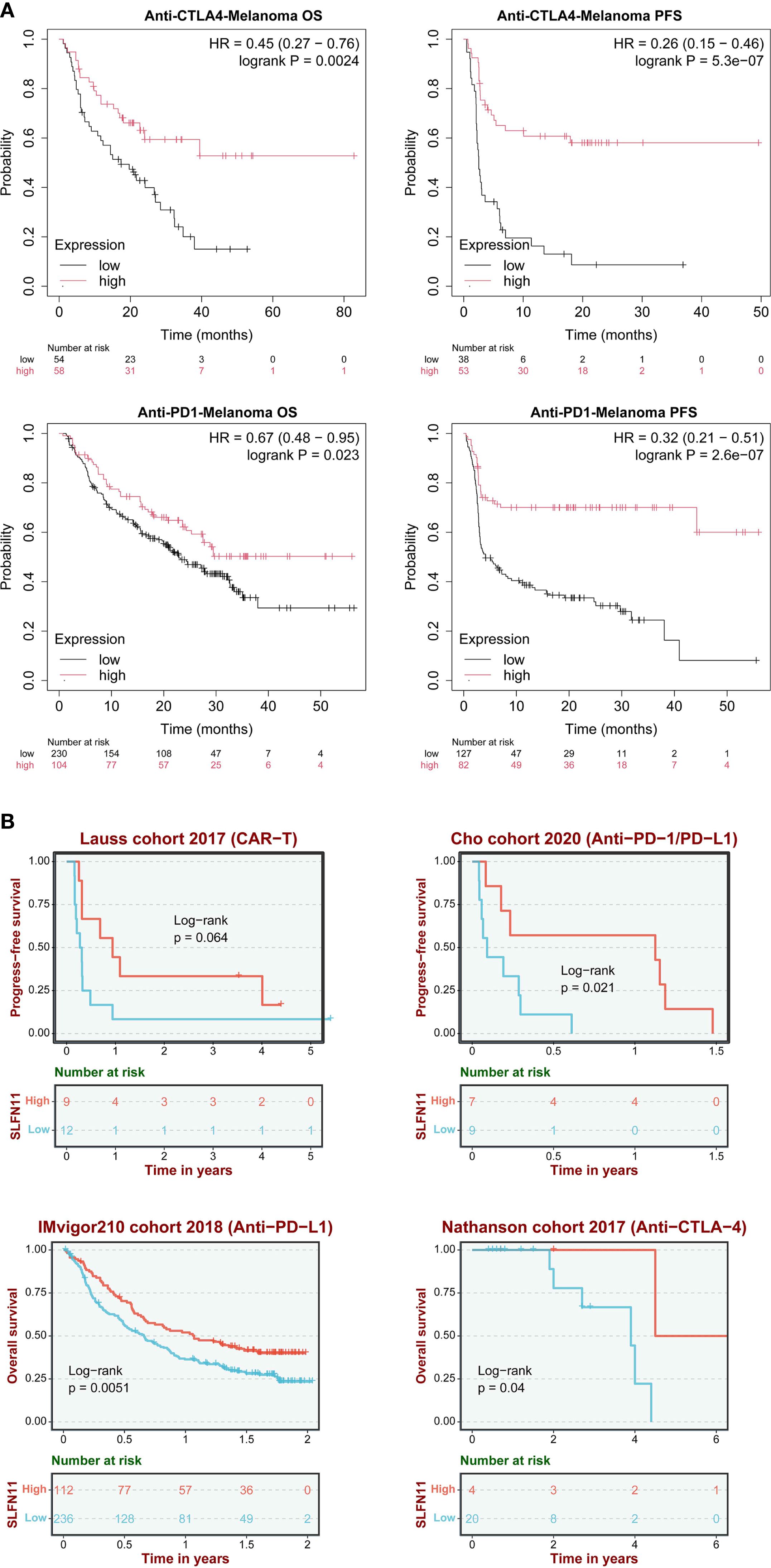 Two sets of survival analysis graphs comparing treatment responses. (A) Four Kaplan-Meier plots for melanoma patients treated with anti-CTLA4 and anti-PD1, showing overall survival (OS) and progression-free survival (PFS). High expression groups have better outcomes, as indicated by higher survival probabilities. (B) Four Kaplan-Meier plots for various cohorts treated with CAR-T, Anti-PD-1/PD-L1, and Anti-CTLA-4 therapies, showing progress-free or overall survival. Each plot indicates differences in outcomes for high versus low SLFN11 expression with statistical significance.