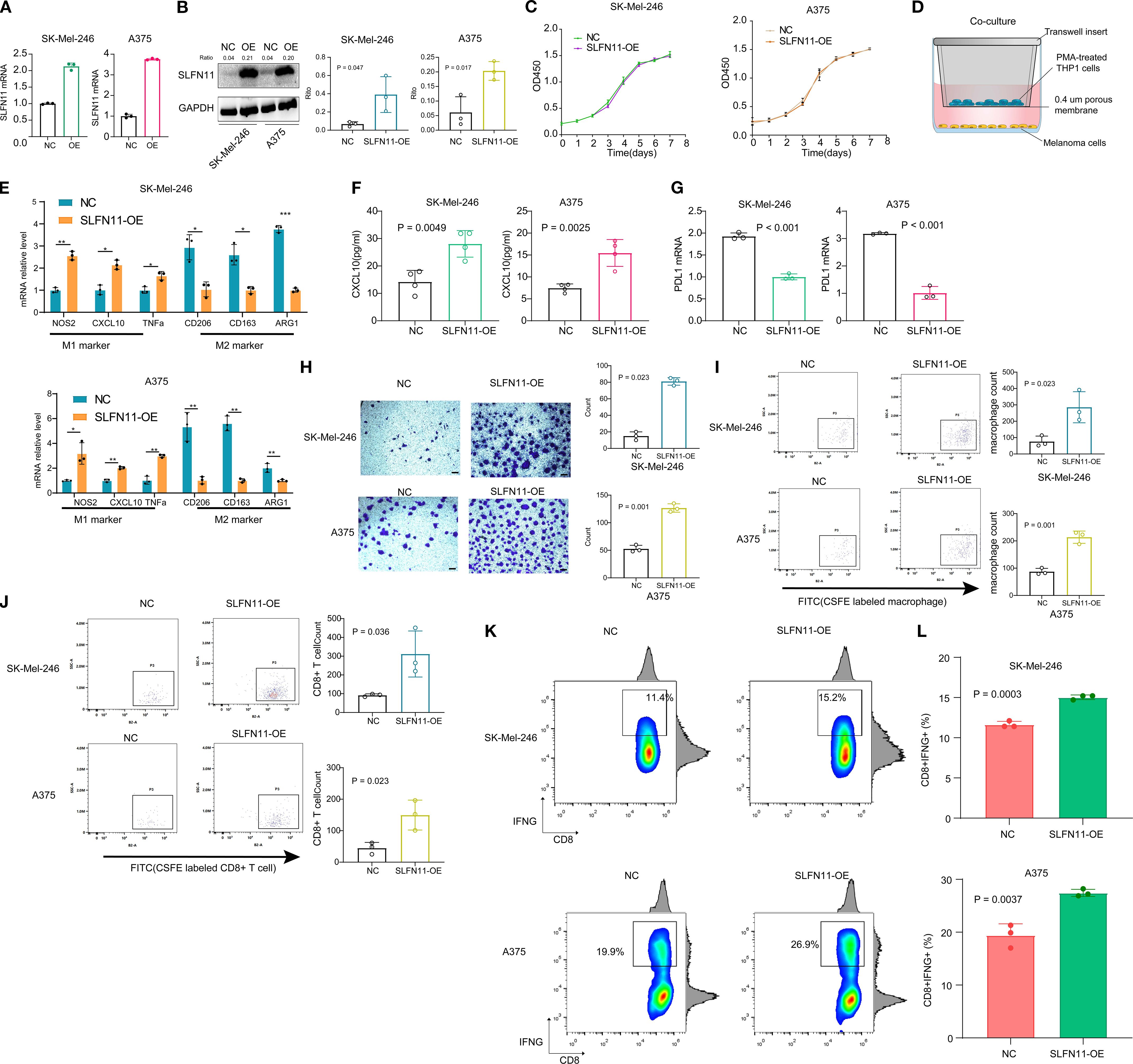 Charts and diagrams from a research study demonstrate the effects of SLFN11 overexpression (OE) in SK-Mel-246 and A375 cells. Panels include Western blots (B), growth curves (C), co-culture models (D), mRNA levels of immune markers (E), CXCL10 production (F), PDL1 mRNA expression (G), cell migration assay results (H), macrophage and T-cell interaction data (I, J), CD8+ T cell activity graphs (K), and corresponding statistical analyses (L). Each section illustrates different experimental outcomes, showcasing the impact of SLFN11 overexpression on cellular behaviors and immune interactions.