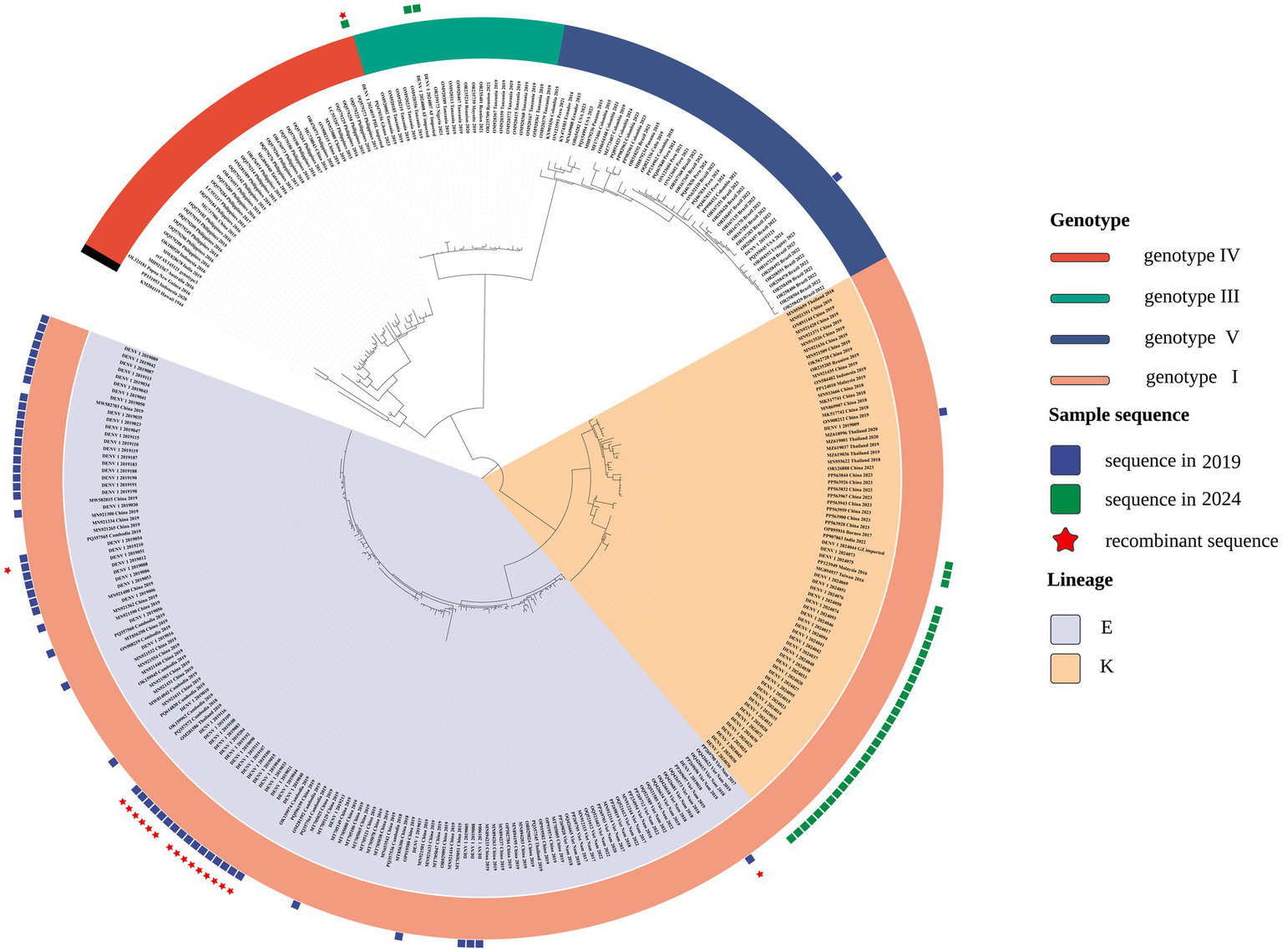 Circular phylogenetic tree displaying different genotypes of a virus. Sections are color-coded: red for genotype IV, green for genotype III, blue for genotype V, and orange for genotype I. Outer symbols indicate sample sequences from 2019 (blue squares), 2024 (green squares), and recombinant sequences (red stars). Lineages E and K are shaded in light gray and light orange, respectively.