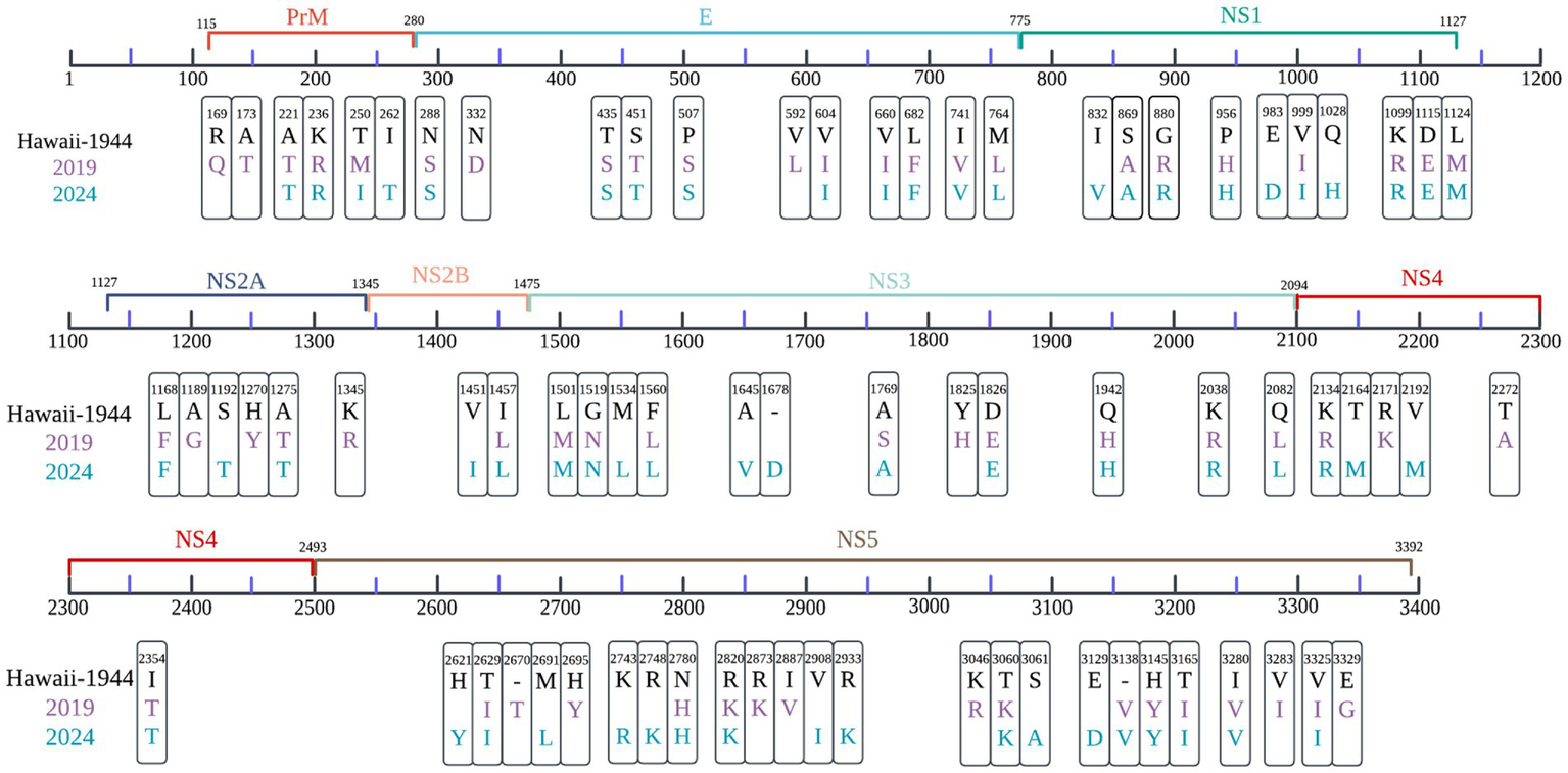 Comparative analysis diagram showing amino acid substitutions in local DENV-1 strains from 2019 (purple) and 2024 (blue), using the Hawaii-1944 strain as reference. Non-synonymous variants across the viral polyprotein are mapped, with protein segments PrM, E, NS1, NS2A, NS2B, NS3, NS4, and NS5 clearly marked. Significant substitution sites are identified through Hamming distance calculations with a divergence threshold >50%. Color coding corresponds to sampling year, and residue positions are annotated according to polyprotein coordinates.