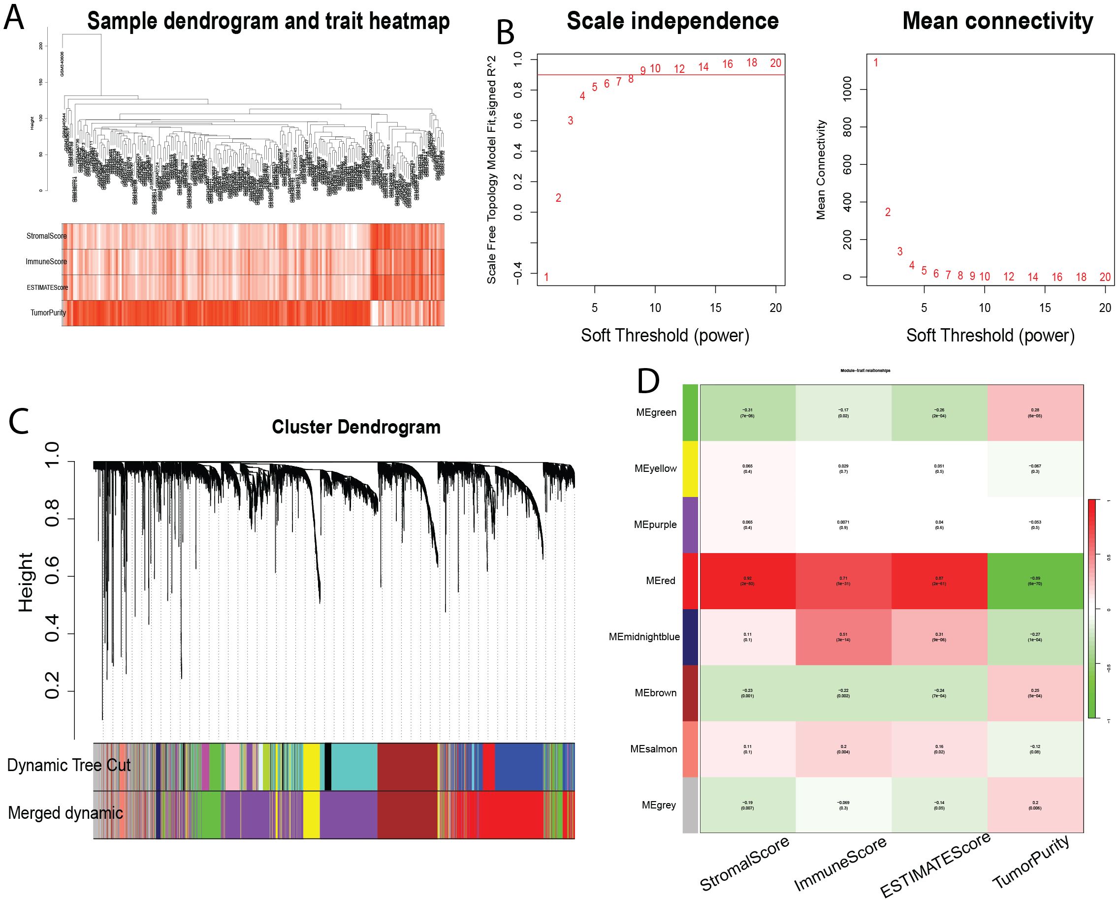 Image consists of four panels labeled A, B, C, and D. Panel A shows a sample dendrogram and trait heatmap with varying shades of red. Panel B displays two plots: scale independence and mean connectivity across soft threshold powers. Panel C is a detailed cluster dendrogram with color-coded dynamic tree cuts. Panel D presents a heatmap involving different modules, indicating correlations among StromalScore, ImmuneScore, ESTIMATEScore, and TumorPurity.