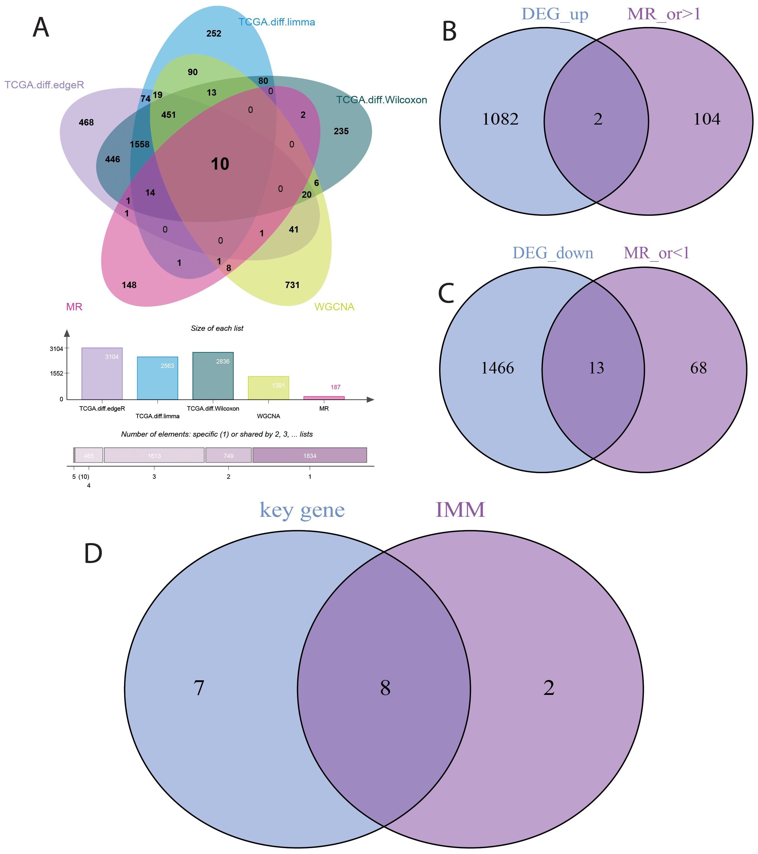 Diagram featuring three panels. Panel A displays a five-circle Venn diagram showing overlap among gene sets from TCGA.diff.edgeR, TCGA.diff.limma, TCGA.diff.Wilcoxon, WGCNA, and MR, highlighting 10 common genes. A bar chart below indicates the size of each set. Panel B shows two Venn diagrams: the upper compares DEG_down and MR_or<1, and the lower compares DEG_up and MR_or>1, with overlapping and unique gene counts. Panel C features a Venn diagram comparing key gene and IMM, showing shared and unique gene counts.