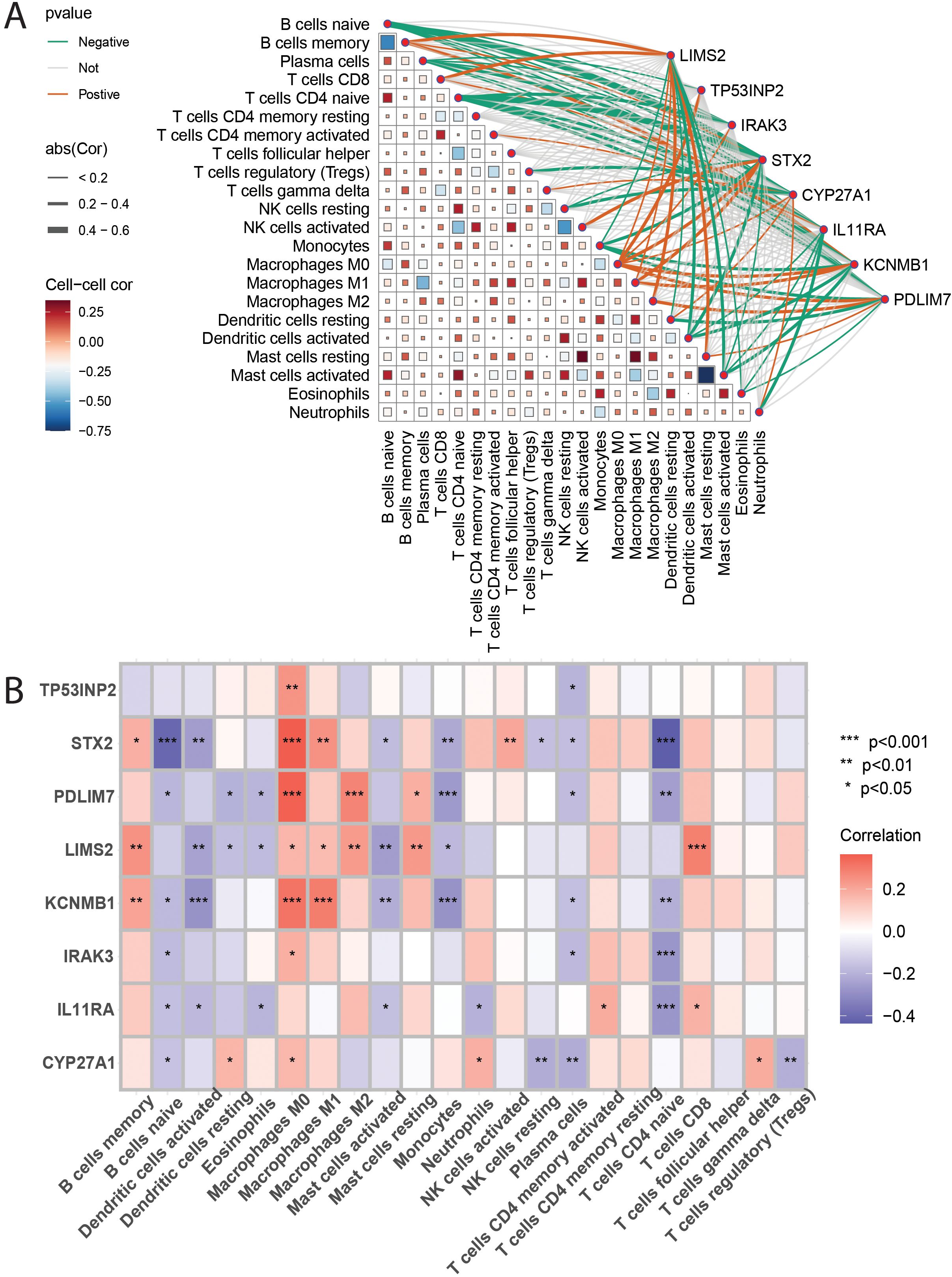 Figure A shows a cell-cell correlation matrix with a network diagram of gene interactions. Genes like LIMS2 and TP53INP2 correlate with various immune cells. Correlation strength is indicated by edge width and color, with red for positive and blue for negative correlations. Figure B presents a heatmap of correlations between genes and immune cells, with significance indicated by asterisks. Color intensity reflects correlation strength, ranging from red (positive) to blue (negative).