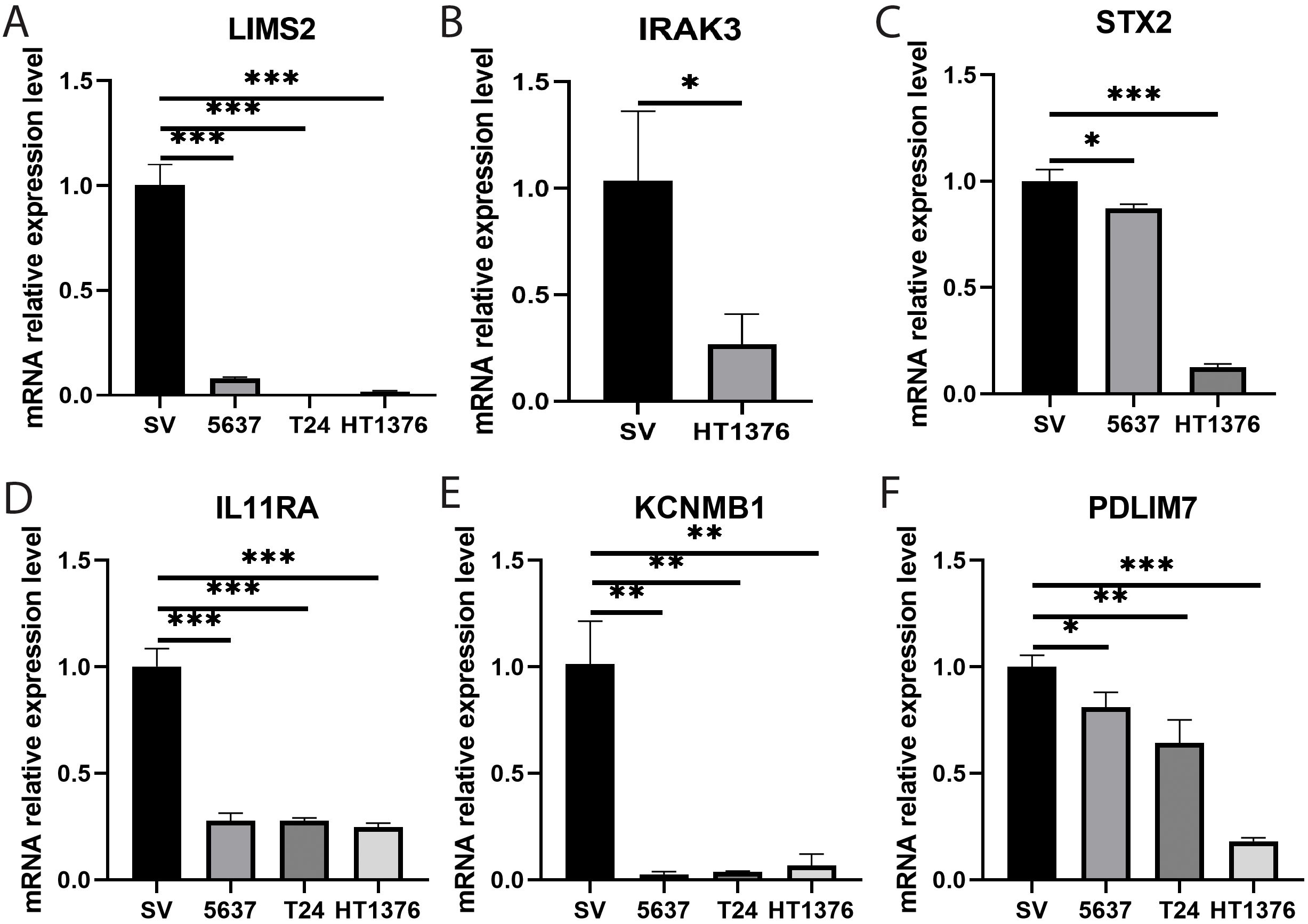 Bar graphs showing mRNA relative expression levels for six genes: LIMS2, IRAK3, STX2, IL11RA, KCNMB1, and PDLIM7 across different cell lines (SV, 5637, T24, HT1376). Expression is highest in SV for all genes. Significant differences are indicated with asterisks: LIMS2, IL11RA, and KCNMB1 show highly significant differences across several comparisons, while IRAK3, STX2, and PDLIM7 exhibit moderate significance in certain groups.