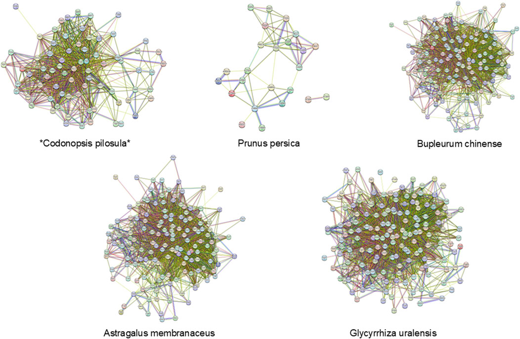 Network diagrams display protein-protein interactions for five plants: Codonopsis pilosula, Prunus persica, Bupleurum chinense, Astragalus membranaceus, and Glycyrrhiza uralensis. Each diagram consists of colored nodes representing proteins, connected by lines indicating interactions, with varying complexity and density among the plants.