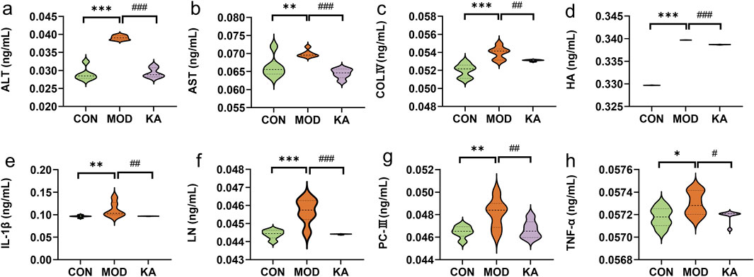 Violin plots display various biochemical markers (ALT, AST, COL IV, HA, IL-1β, LN, PC-III, TNF-α) in three groups: CON, MOD, and KA. Each plot indicates significant differences between groups with asterisks and hashes, highlighting variability and distribution for each marker.