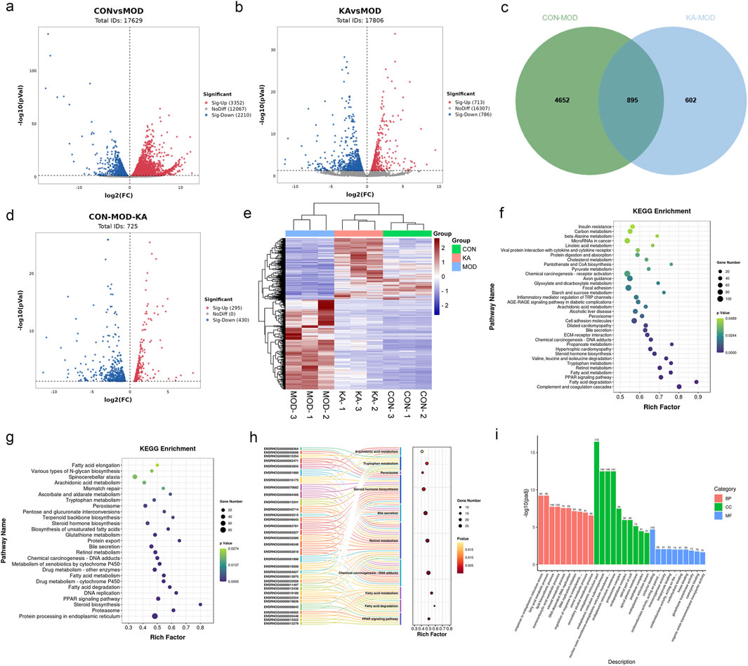 This image presents a series of data visualizations for a biological study. Panels a, b, and d display volcano plots highlighting gene expression differences in different comparisons. Panel c shows a Venn diagram comparing unique and shared identifiers between groups CON-MOD and KA-MOD. Panel e is a heatmap of gene expression across different conditions. Panels f and g depict KEGG enrichment dot plots with pathway names and rich factors. Panel h is a Sankey diagram illustrating pathway connections. Panel i features a bar graph categorizing gene ontology terms by significance.