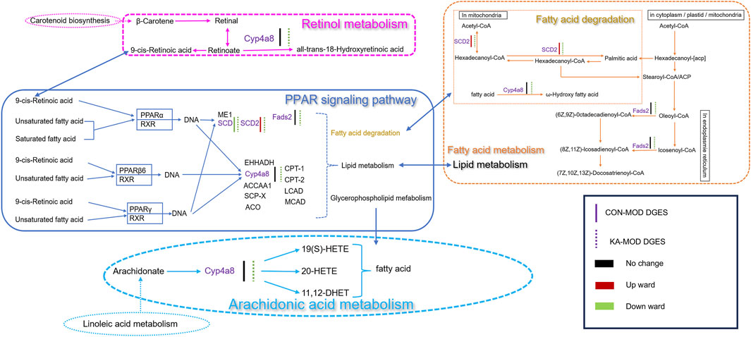 Diagram showing interconnected pathways of retinol, fatty acid, linoleic acid, and arachidonic acid metabolism. It highlights carotenoid biosynthesis leading to retinol metabolism and subsequent PPAR signaling. Fatty acid degradation and lipid metabolism are detailed, with enzymes such as Cyp4a8 and SCD2 indicated. The diagram includes pathways with various compounds and enzymes, emphasizing their roles in metabolism, and a key for pathway changes.
