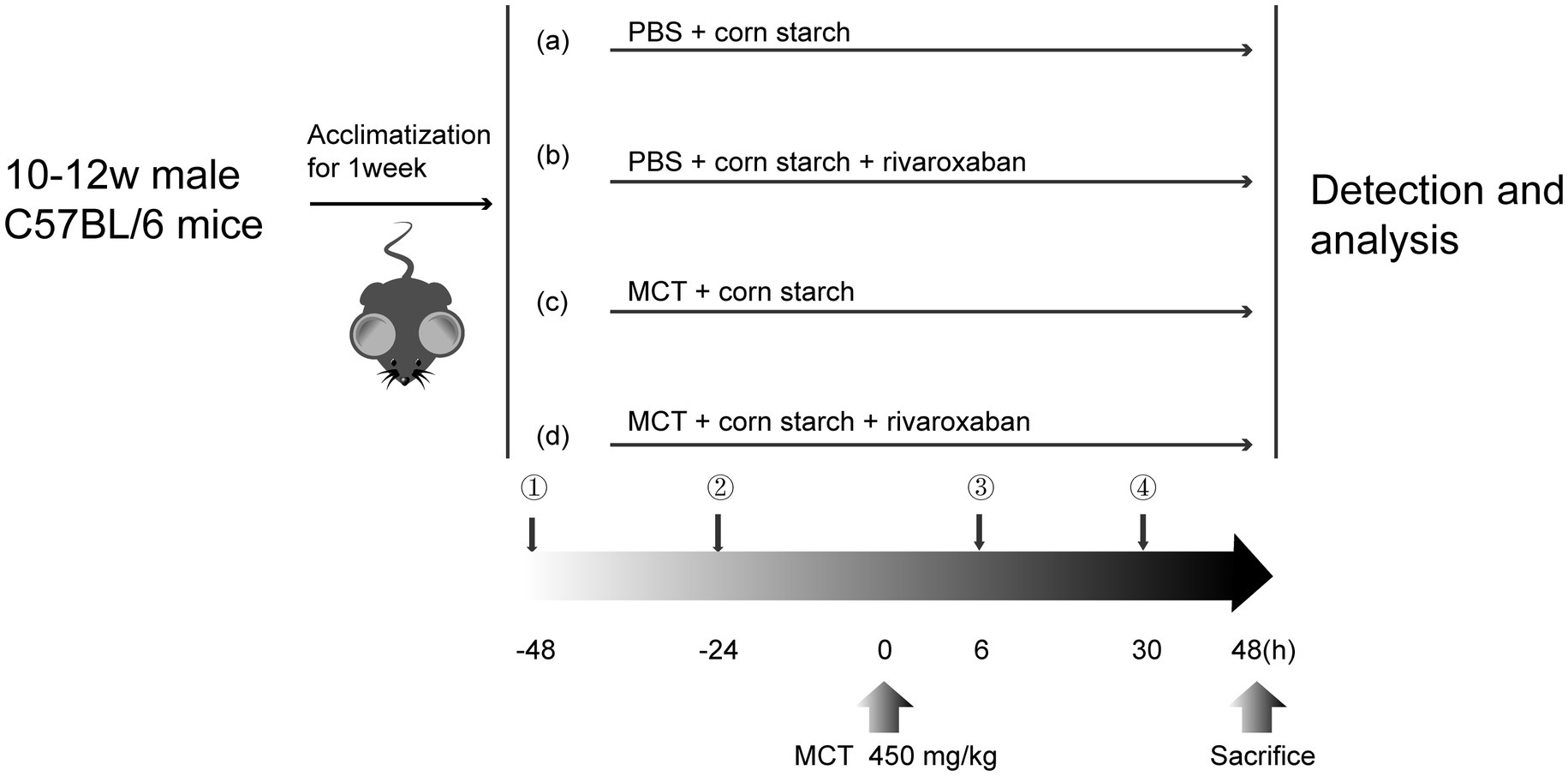 Diagram showing an experiment timeline for 10-12 week-old male C57BL/6 mice. Mice are acclimatized for one week, then divided into four groups: (a) PBS with corn starch, (b) PBS with corn starch and rivaroxaban, (c) MCT with corn starch, and (d) MCT with corn starch and rivaroxaban. The timeline includes evaluations at -48, -24, 0, 6, 30, and 48 hours, with MCT administered at 0 hours and sacrifice at 48 hours.