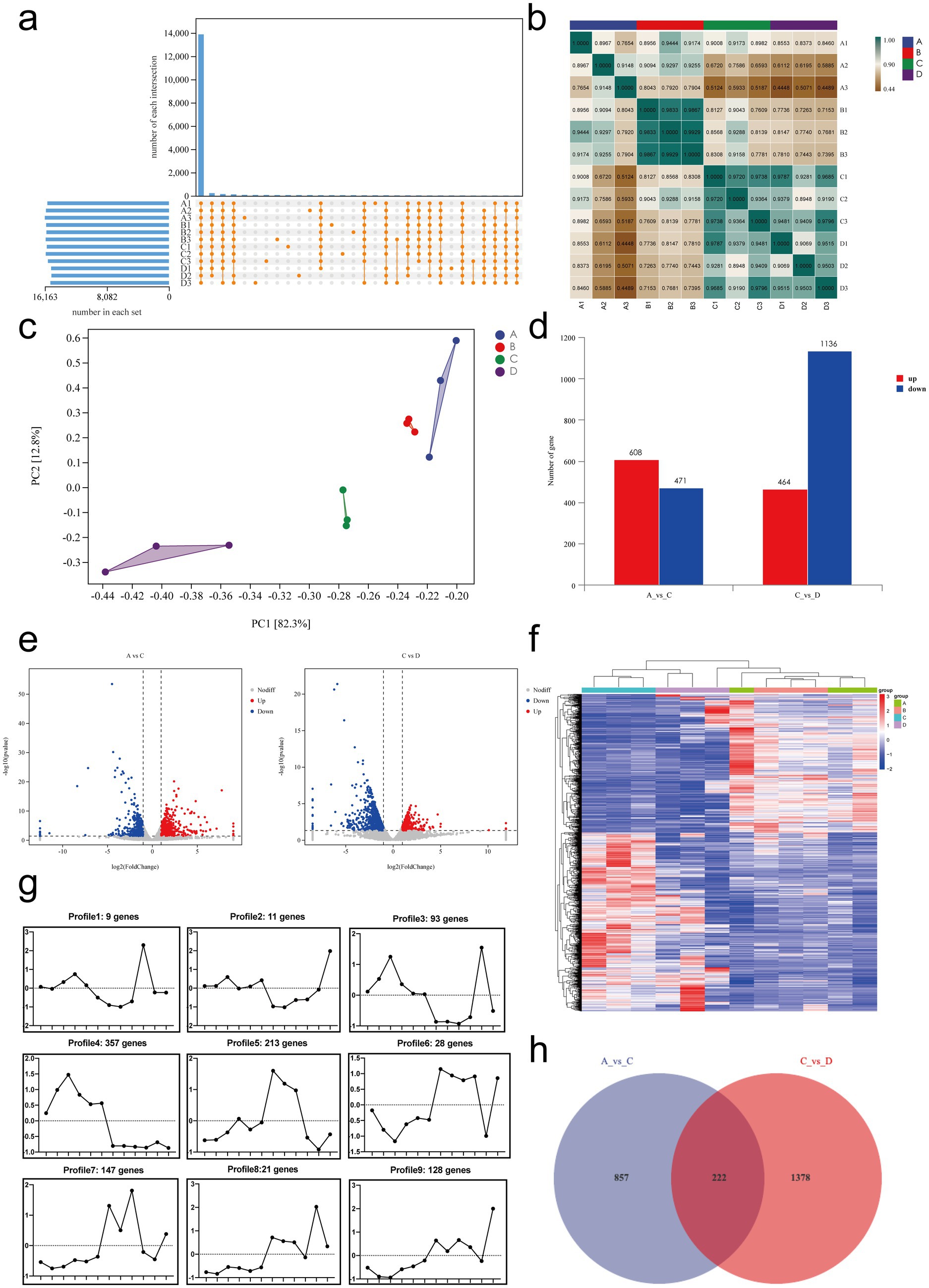 Various data visualizations related to gene expression analysis. (a) An upset plot showing intersections of different data sets. (b) A heatmap depicting sample groups A, B, C, and D with color-coded values.(c) A PCA plot displaying clustering of groups A, B, C, and D.(d) A bar chart of upregulated and downregulated genes between comparisons A vs. C and C vs. D.(e) Volcano plots for comparisons A vs. C and C vs. D, illustrating significance and fold changes of genes.(f) A detailed heatmap with hierarchical clustering of genes.(g) Line graphs depicting profiles of gene expression across different groups.(h) A Venn diagram showing overlap in gene expression between comparisons A vs. C and C vs. D.