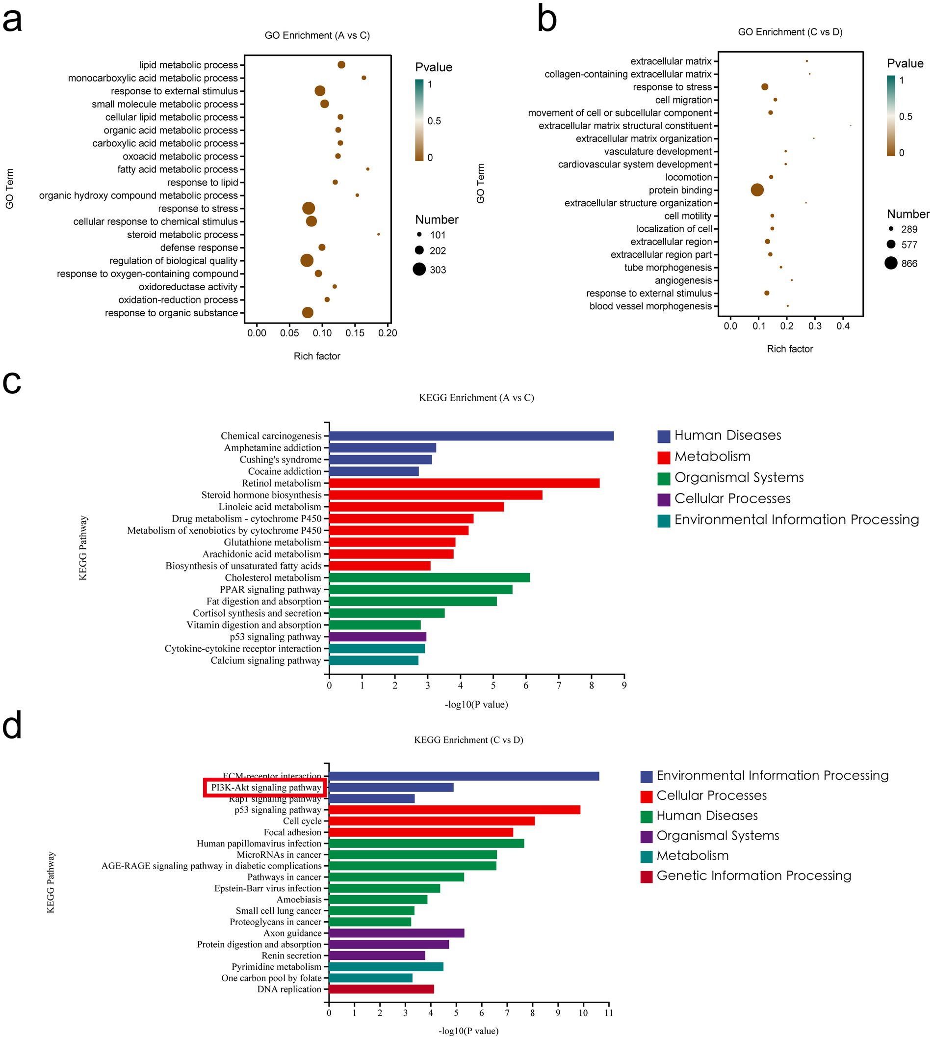 The image consists of four panels showing gene ontology (GO) and KEGG enrichment analyses. Panel (a) is a bubble plot of GO enrichment for comparison A versus C, showing terms like lipid metabolic process. Panel (b) shows a similar plot for C versus D, highlighting extracellular matrix-related terms. Panels (c) and (d) are bar graphs of KEGG pathway enrichment for A versus C and C versus D, respectively, color-coded by categories like Human Diseases and Cellular Processes.
