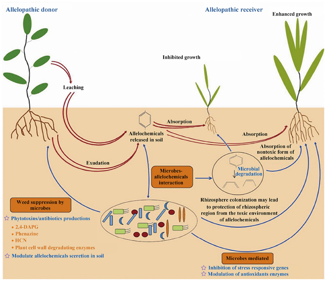 read Adenosine and Adenine Nucleotides: From Molecular Biology to