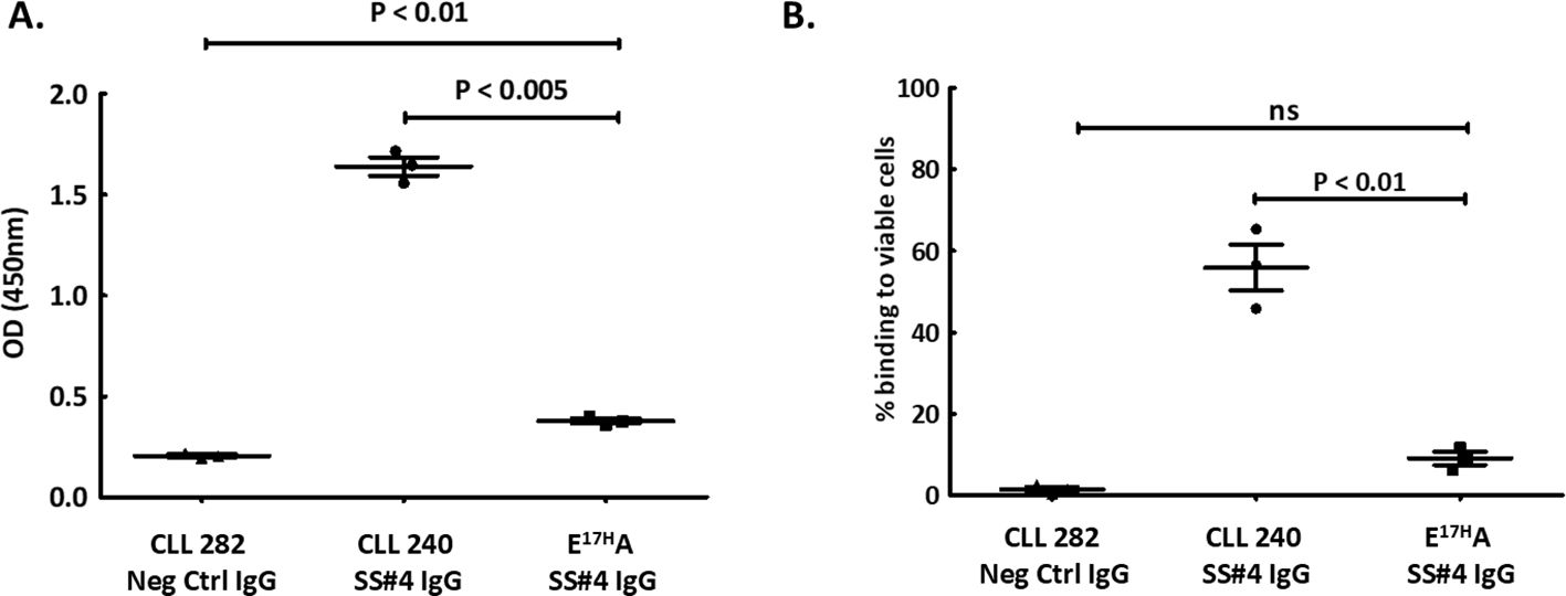 Two scatter plots labeled A and B. Plot A shows optical density (OD) at 450 nm for CLL 282, CLL 240, and E¹⁷HA groups. CLL 240 shows significantly higher OD compared to CLL 282 and E¹⁷HA. Plot B presents the percentage binding to viable cells. CLL 240 shows higher binding than E¹⁷HA and CLL 282. P-values indicate levels of statistical significance.