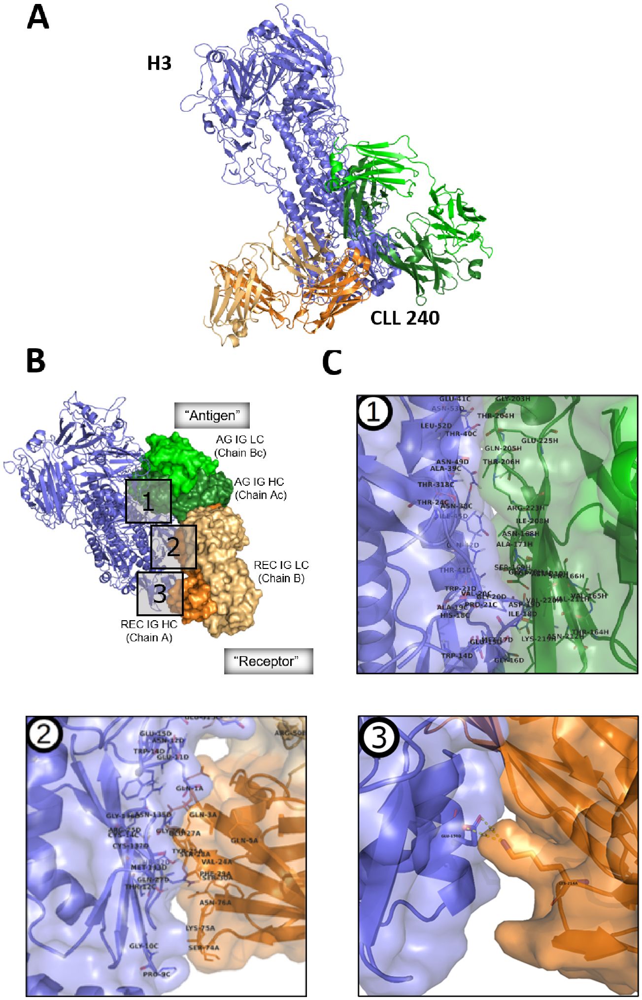 Panel A shows a molecular structure with sections labeled H3 in blue and CLL 240 in green. Panel B consists of a detailed interaction diagram between antigen and receptor molecules. Subsections include close-up views labeled 1, 2, and 3, illustrating molecular interactions at specific sites. Each interaction is highlighted with amino acid sequences and colored regions representing different chains.