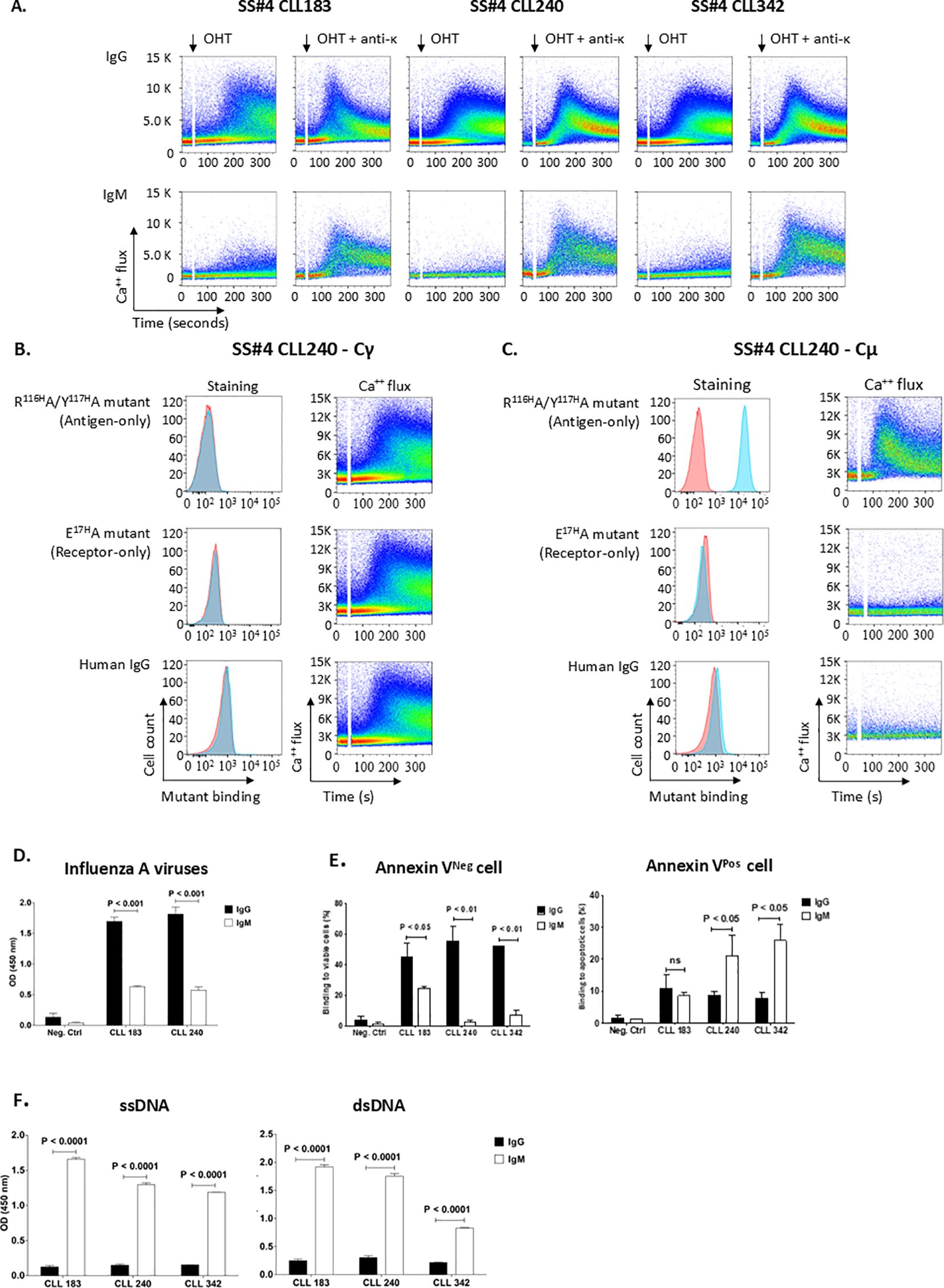 Flow cytometry and bar graph data showing various immune responses. Panel A displays calcium flux over time in three different conditions (OHT, OHT + anti-k) across different samples (SS#4 CLL183, CLL240, CLL342) for IgG and IgM. Panels B and C detail staining and calcium flux for SS#4 CLL240 mutants (R116A/Y117HA, E17HA) and human IgG on CLL 240 Cɤ- or Cµ expressed B-cells. Panel D shows bar graphs for Influenza A virus response, comparing IgG and IgM. Panel E compares binding to Annexin V negative and positive cells for IgG and IgM. Panel F illustrates ssDNA and dsDNA responses to IgG and IgM. Each graph includes statistical significance annotations.