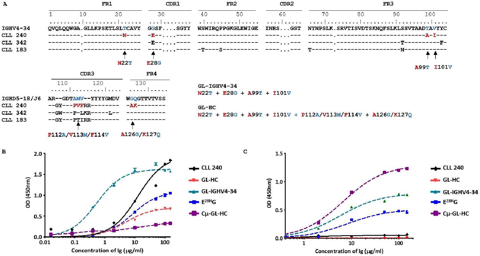 Section A shows amino acid sequences from IGHV4-34 and IGHD5-18/J6, with gene mutations highlighted in red and blue. Sections B and C are graphs showing the optical density (OD) at 450 nm against the concentration of immunoglobulin (Ig) for different variants, with distinct curves for CLL 240, GL-HC, GLIGHV4-34, E28G, and Cμ-GL-HC.