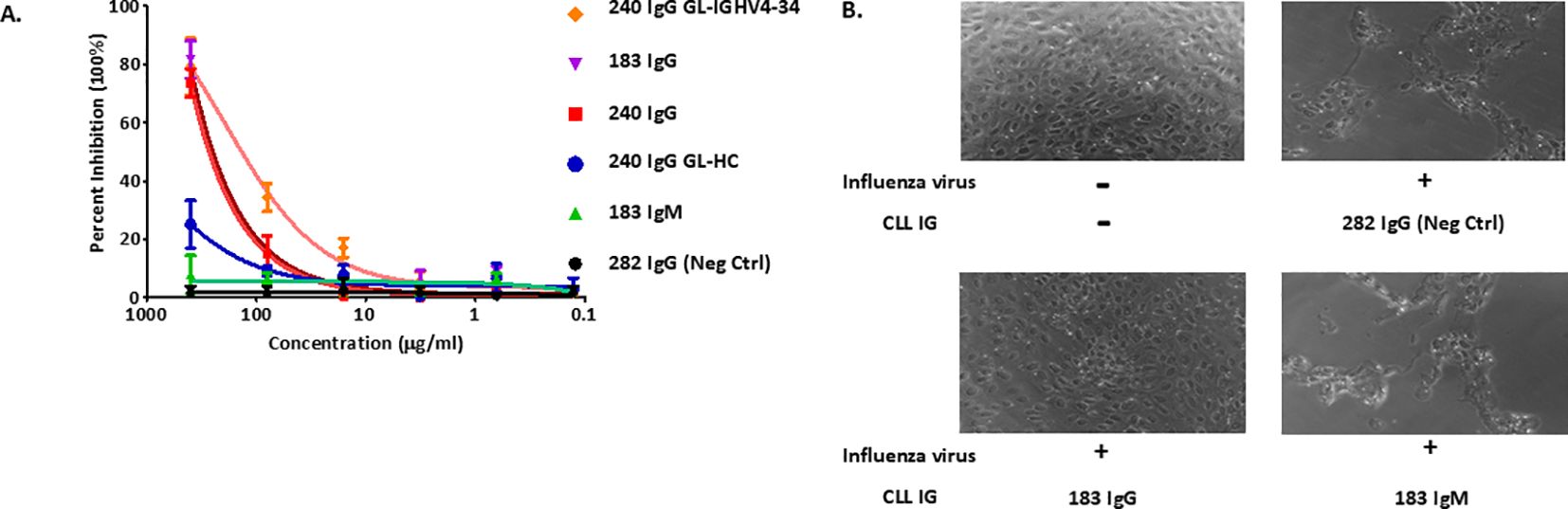 Panel A shows a line graph depicting percent inhibition versus concentration, with different lines for six antibodies: 240 IgG GL-IGHV4-34, 183 IgG, 240 IgG, 240 IgG GL-HC, 183 IgM, and 282 IgG (negative control). Panel B contains four microscopic images of cells, showing different conditions of Influenza virus and Chronic Lymphocytic Leukemia Immunoglobulin (CLL IG) treatments, with varying effects based on the presence of antibodies.