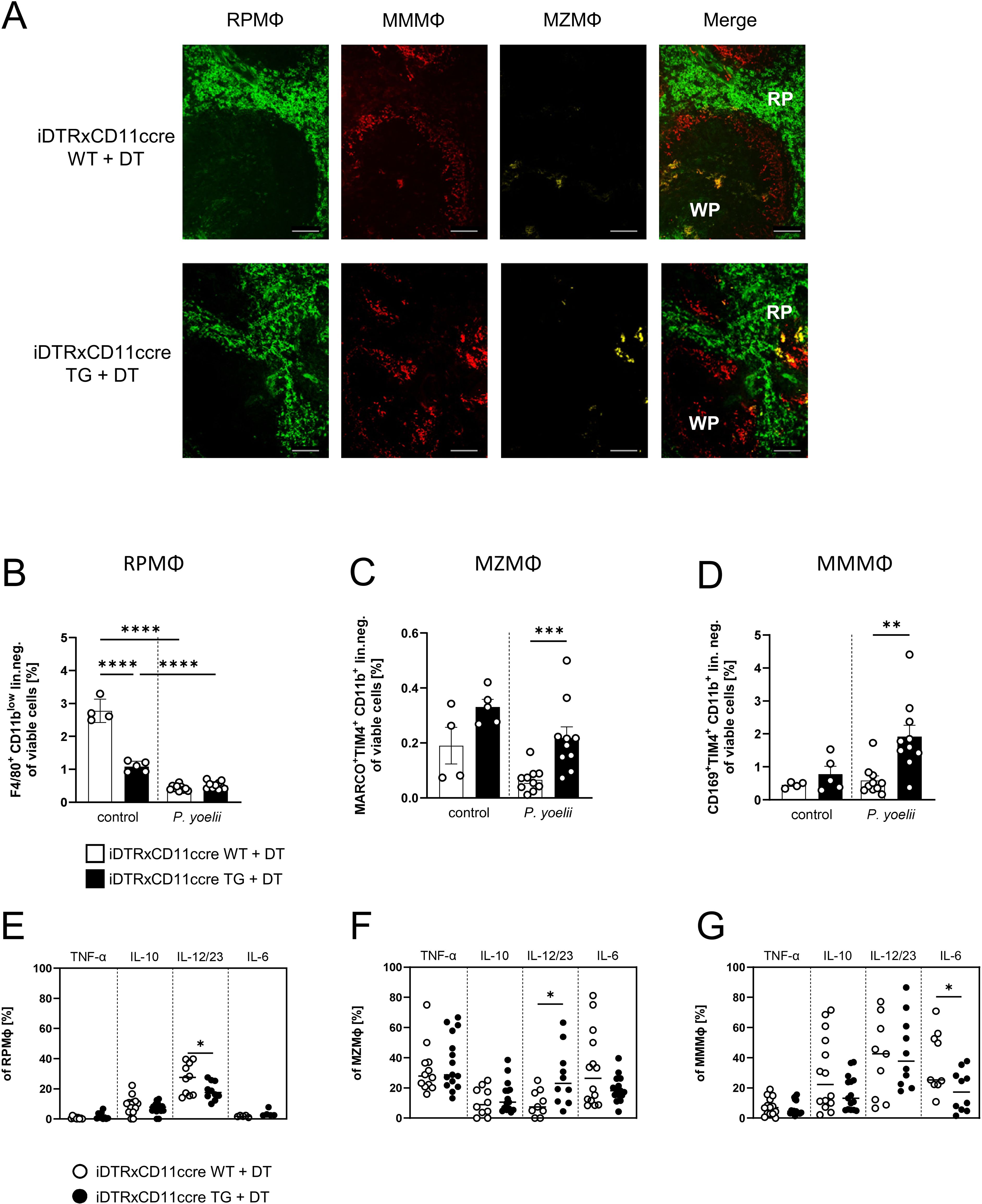 Fluorescence microscopy images and bar graphs showing spleen macrophages in different experimental conditions. Panel A shows magnified sections of red pulp macrophages (RPMФ), marginal metallophilic macrophages (MMMФ), and marginal zone macrophages (MZMФ) in wild-type (WT) and transgenic (TG) mice after diphtheria toxin treatment, with merged images highlighting red pulp (RP) and white pulp (WP) areas. Panels B, C, and D depict bar graphs for RPMФ, MZMФ, and MMMФ respectively, showing percentages of macrophage markers in control and Plasmodium yoelii infected groups. Panels E, F, and G display scatter plots of cytokine expression levels for TNF-alpha, IL-10, IL-12/23,and IL-6 of RPMФ, MZMФ, and MMMФ 7 days post infection in WT and TG iDTRxCD11ccre mice after DT treatment . Statistical significance is indicated by asterisks.