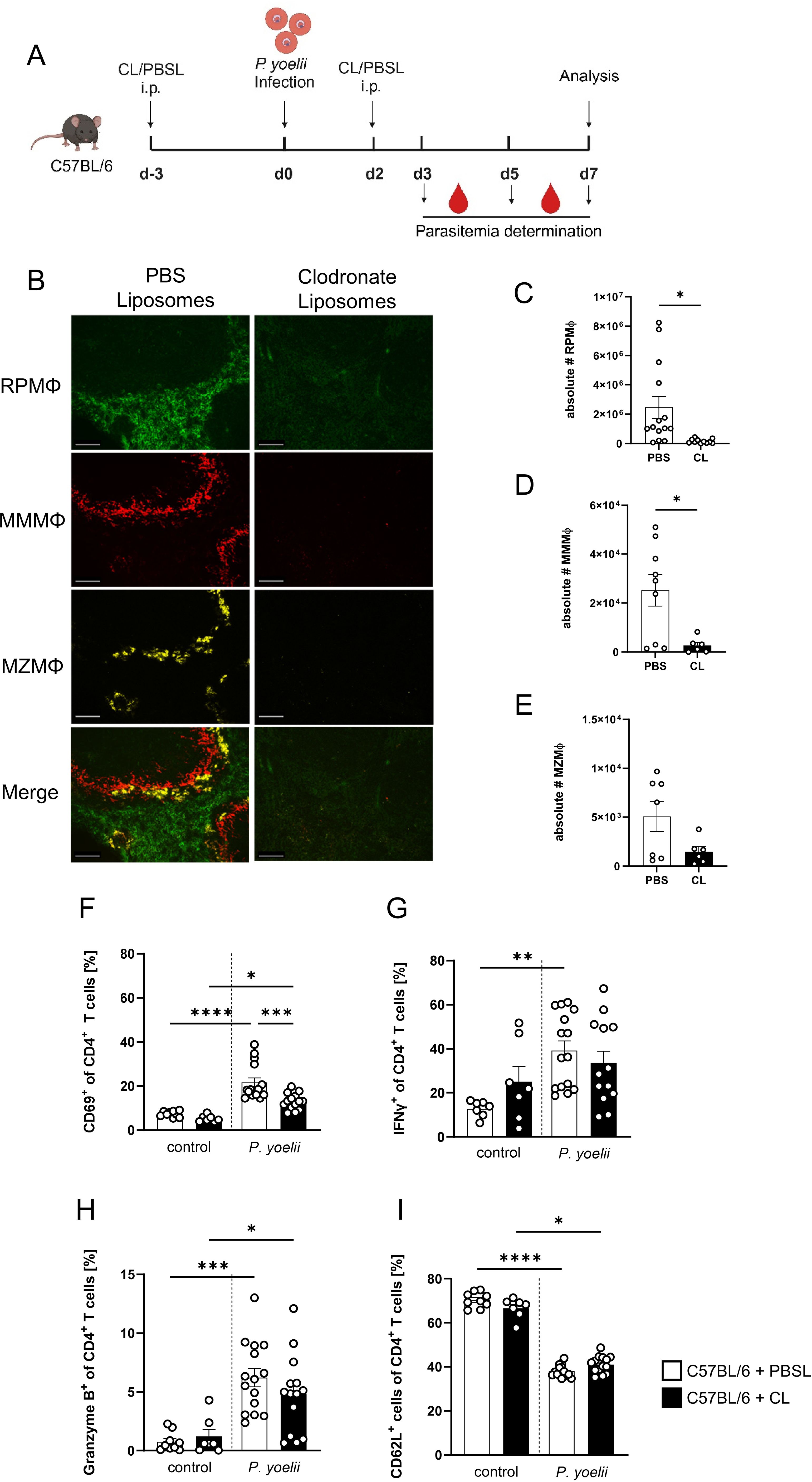 Diagram and charts showing the experimental setup and results of immune cell analysis in C57BL/6 mice infected with P. yoelii. Panel A: Timeline of liposome injections, infection, and analysis. Panel B: Fluorescence images comparing PBS and clodronate liposomes showing different macrophage populations. Panels C-E: Bar graphs displaying the absolute number of macrophages (RPMФ, MMMФ, MZMФ) with significant differences indicated. Panels F-I: Bar graphs showing percentages of different CD4+ T cell activation markers, with significant differences marked. Results suggest clodronate liposome treatment affects immune cell populations during infection.