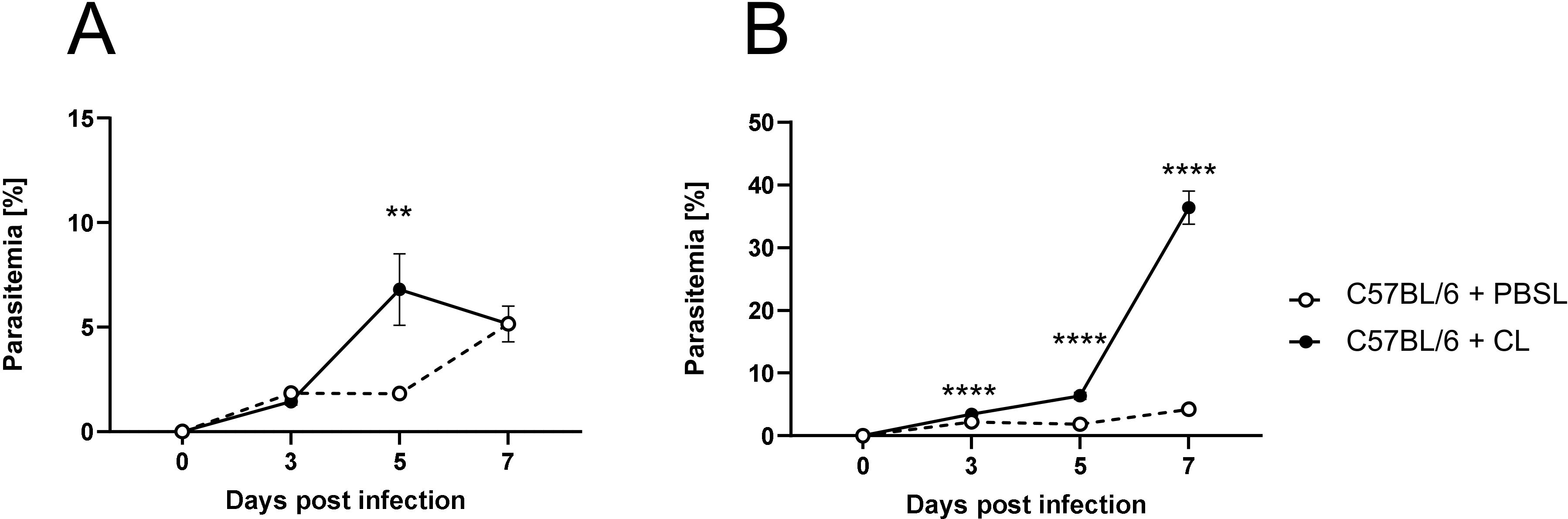 Two line graphs labeled A and B show parasitemia percentage over days post-infection. Graph A ranges from 0 to 15% parasitemia, and Graph B ranges from 0 to 50%. Both graphs compare two groups: C57BL/6 + PBSL (dashed line) and C57BL/6 + CL (solid line). Graph A shows a significant increase in parasitemia at day 5 for the CL group, while Graph B shows a marked increase at days 3, 5 and 7, with multiple asterisks indicating statistical significance.