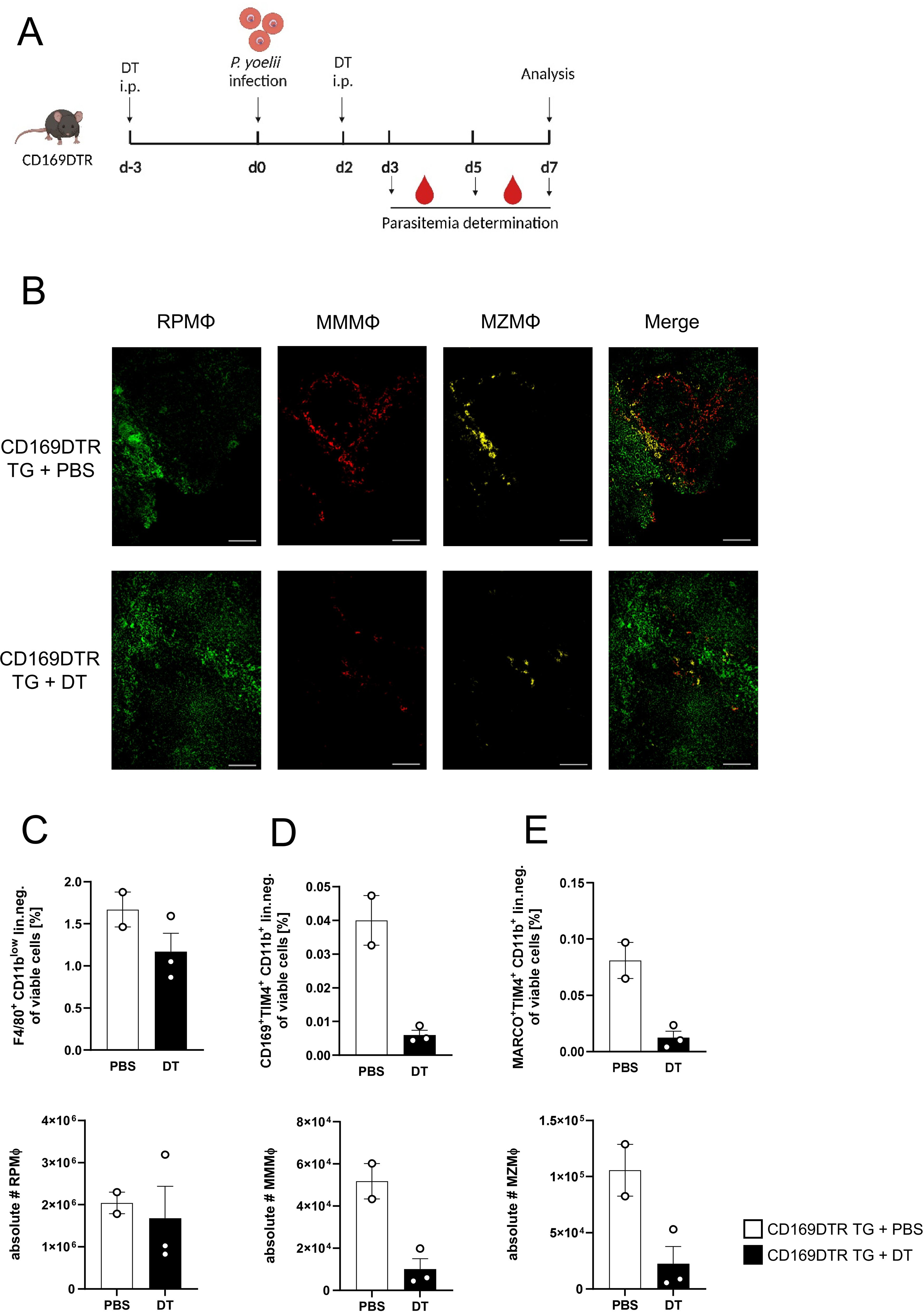 Diagram of an experimental setup (A) and results (B-E) for a study involving CD169DTR mice, P. yoelii infection, and diphtheria toxin. Images show macrophage staining under two conditions: PBS and DT-treated with RPMΦ, MMMΦ, and MZMΦ markers, alongside merged images. Graphs (C-E, lower panels) depict the percentage and absolute number of specific macrophage populations in different conditions, with PBS and DT comparisons.